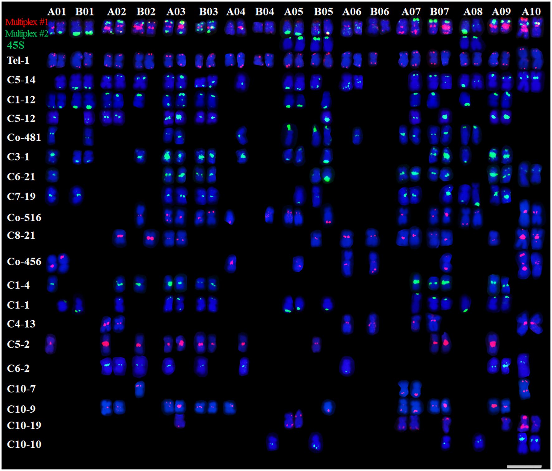 Fluorescent image showing chromosomes stained with blue, red, and green markers. Rows are labeled with identifiers like Tel-1 and C5-14 on the left, and columns are marked with identifiers A01, B01, etc., on the top. The colors represent different multiplex and 45S probe applications.