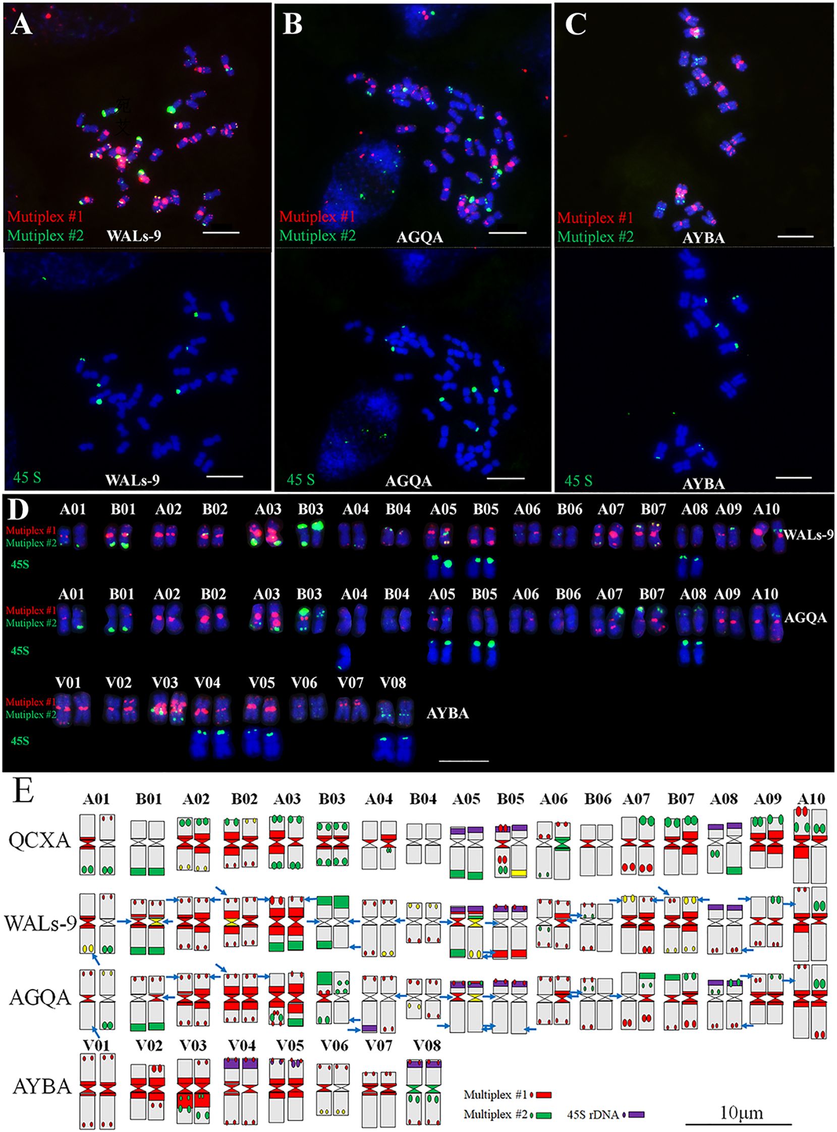 Fluorescence images and diagrams showing chromosomal organization. Panels A, B, and C display fluorescently labeled chromosomes with multiplex probes and 45S rDNA in red, green, and blue. Panel D presents a karyotype of several chromosomes labeled with the same colors, showing different genetic markers. Panel E provides a schematic representation of chromosome structures and gene labeling patterns for different genotypes, including QCXA, WALs-9, AGQA, and AYBA. Each chromosome is marked with multiplex patterns and 45S rDNA locations. Scale bar indicates 10 micrometers.