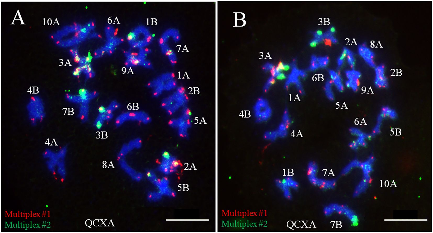 Fluorescent microscopy images labeled A and B, showing chromosomes stained in blue. Chromosomal regions are marked with red and green signals, indicating Multiplex #1 (red) and Multiplex #2 (green). Each chromosomal section is labeled with numbers and letters, such as 10A, 6A, and 1B.