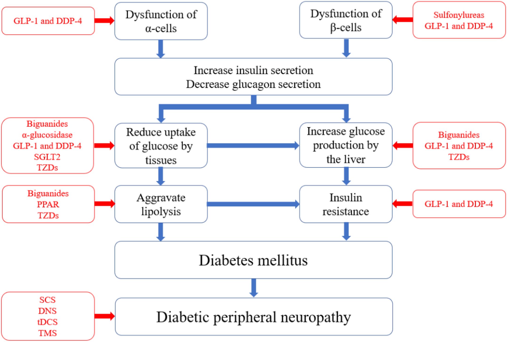Flowchart depicting the progression from dysfunction of alpha and beta cells to diabetic peripheral neuropathy. The chart illustrates pathways involving increased insulin secretion, decreased glucagon secretion, reduced glucose uptake, increased liver glucose production, and insulin resistance. Medicines like GLP-1, DDP-4, biguanides, and TZDs are shown influencing various stages. The final stage leads to diabetes mellitus and then diabetic peripheral neuropathy.