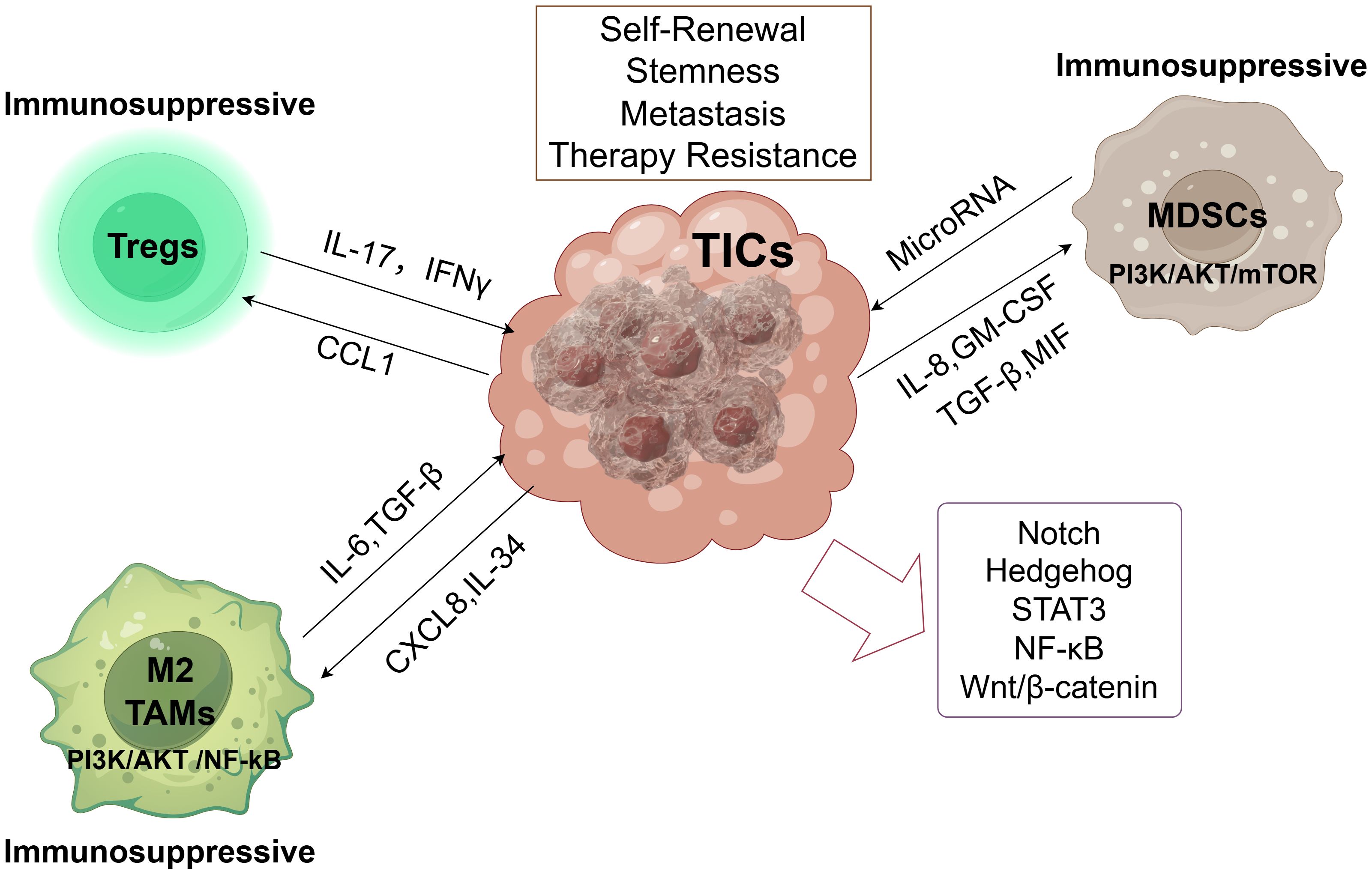 Diagram showing tumor-immune cell interactions highlighting the role of tumor-initiating cells (TICs) in self-renewal, stemness, metastasis, and therapy resistance. Arrows indicate interactions with Tregs, MDSCs, and M2 TAMs, emphasizing immunosuppressive pathways involving signaling molecules like IL-17, IFNγ, and microRNAs. Pathways include Notch, Hedgehog, and Wnt/β-catenin.