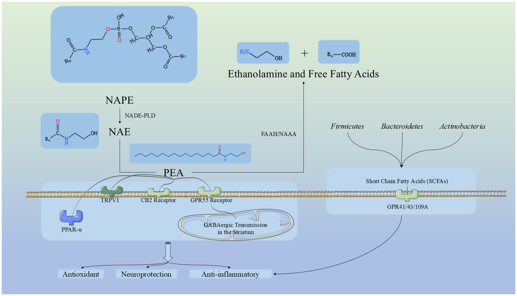 Diagram illustrating the biochemical pathway of NAPE converting to NAE and further to PEA. It shows the role of specific receptors like TRPV1, CB2, GPR55, and PPAR-α, resulting in antioxidant, neuroprotective, and anti-inflammatory effects. Additionally, it depicts the contribution of gut bacteria such as Firmicutes, Bacteroidetes, and Actinobacteria, producing short-chain fatty acids (SCFAs) that interact with GPR41/43/109A.