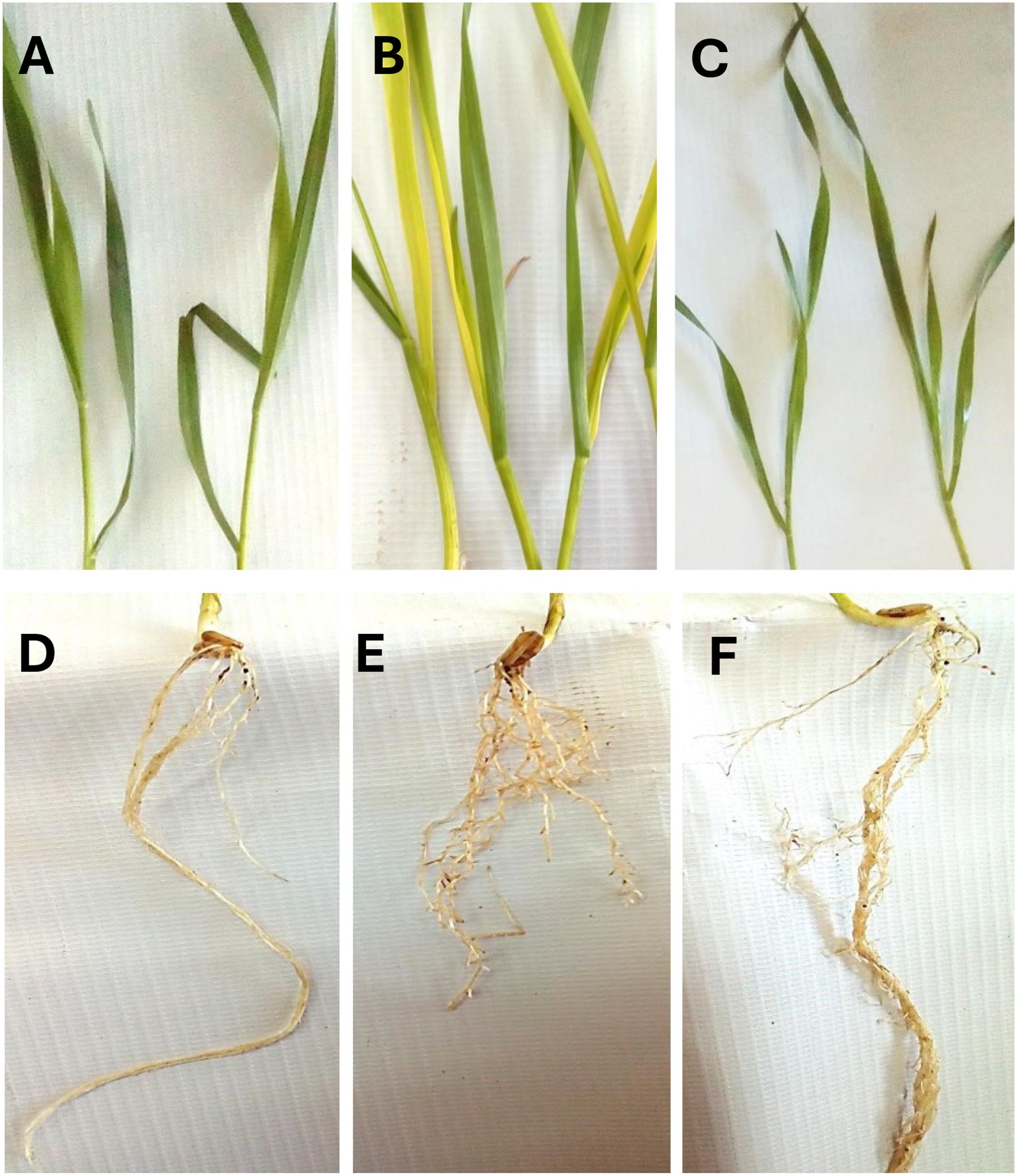 Panels A to C show different stages of plant leaf growth, with varying shades of green and yellow. Panels D to F depict root systems with differences in length and structure, from sparse to more developed roots.