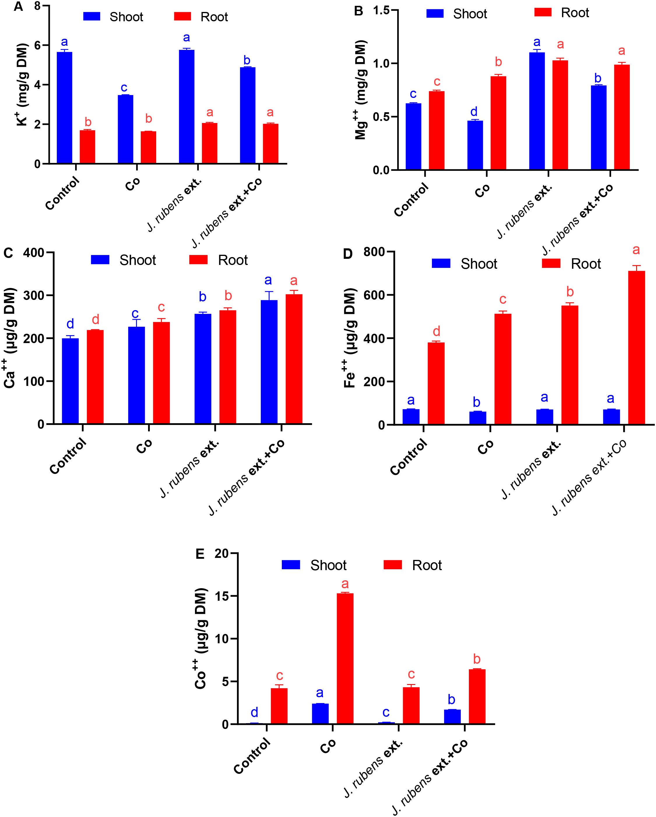 Five bar graphs labeled A to E show the concentrations of various ions in shoot and root samples under different conditions: Control, Co, *J. rubens* extract, and *J. rubens* extract with Co. A) K⁺ levels; B) Mg²⁺ levels; C) Ca²⁺ levels; D) Fe²⁺ levels; E) Co²⁺ levels. Blue bars represent shoot and red bars represent root. Letters a, b, c, and d indicate statistical significance differences among treatments.