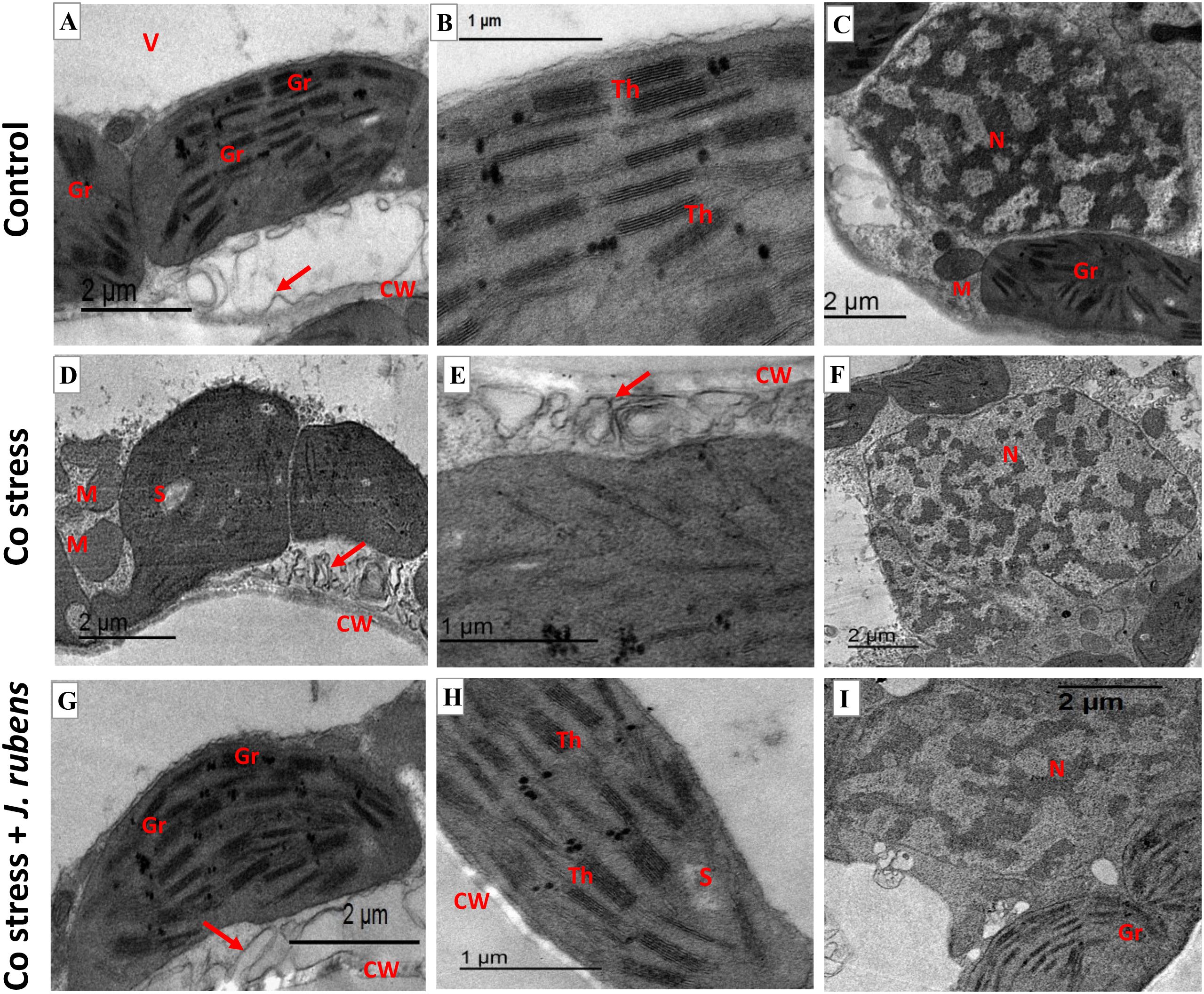 A series of nine electron microscope images arranged in three rows. The first row, labeled “Control,” includes images A, B, and C, showing cellular structures with labels like “Gr,” “Th,” “N,” and “M.” The second row, labeled “Co stress,” includes images D, E, and F, depicting altered structures labeled “M,” “S,” and “CW.” The third row, labeled “Co stress + J. rubens,” includes images G, H, and I, showing structures with similar labels and features. Each image has a scale bar ranging from one to two micrometers.
