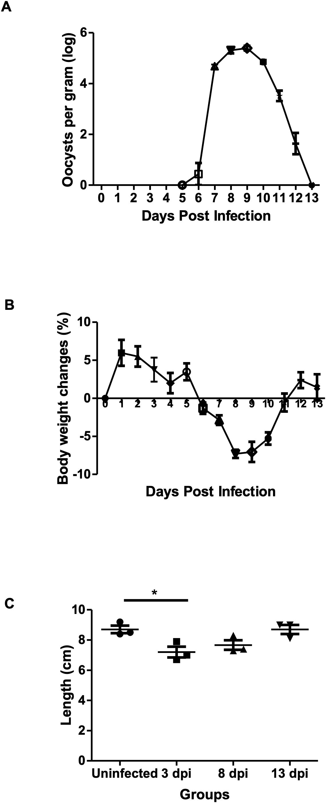 Graph A shows oocysts per gram on a logarithmic scale over 13 days post-infection, peaking on day 8-9. Graph B depicts mouse body weight changes in percentage over the same period, with a dip around day 8-9. Graph C presents length in centimeters of colon length across four groups: uninfected, 3 days post-infection, 8 days post-infection, and 13 days post-infection, with a significant difference between uninfected and 3 days post-infection groups.