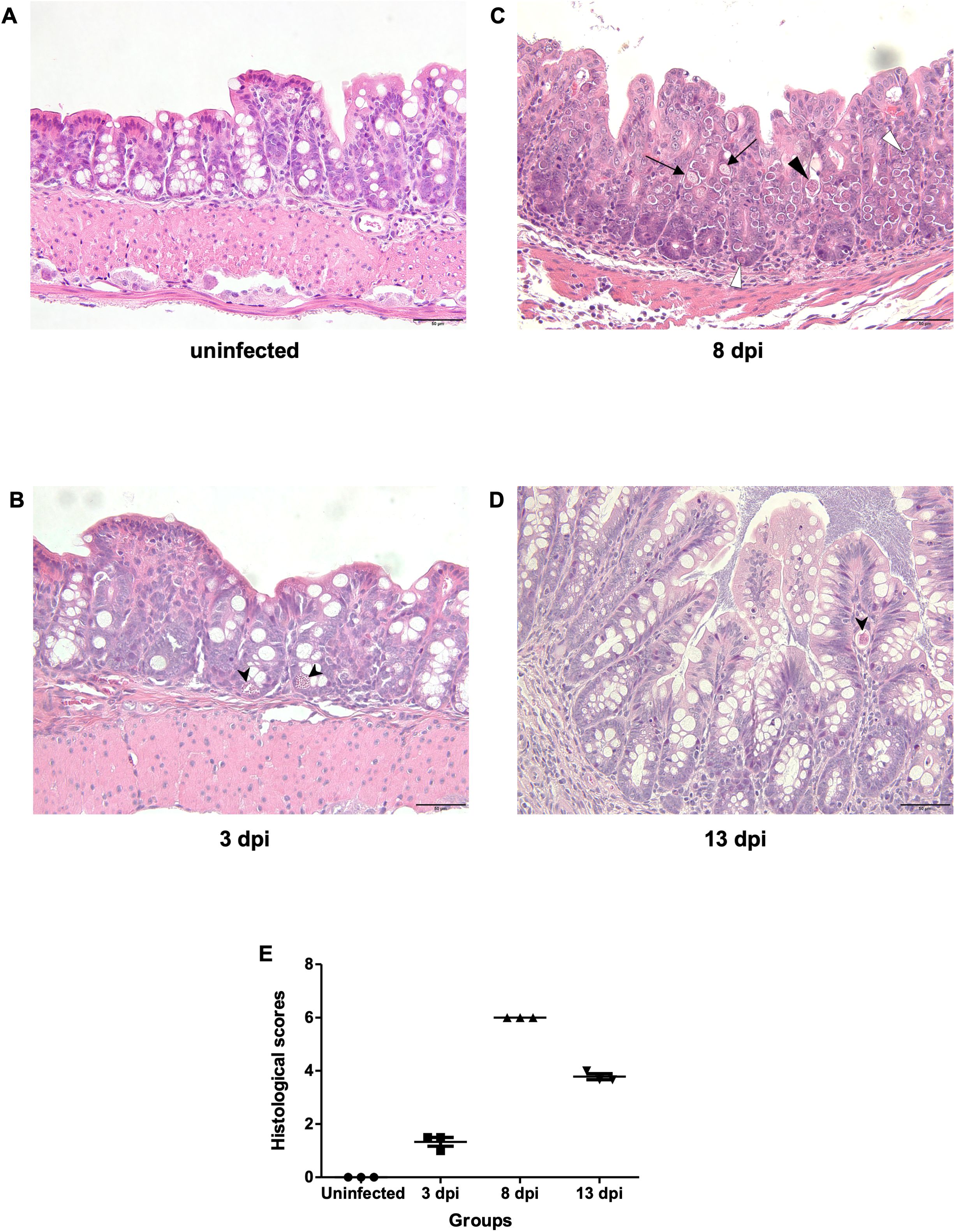 Panels A–D show histological images of colon tissue sections at different days post-infection.Panel A (uninfected) displays normal mucosal structure without inflammation or parasite presence.Panel B (3 days post-infection) shows early signs of inflammation and the presence of a few parasites, notably schizonts, within the epithelial layer.Panel C (8 days post-infection) reveals marked pathology including epithelial damage and infiltration, with abundant parasites such as gametocytes and developing oocysts.Panel D (13 days post-infection) shows partial recovery of tissue structure, reduced inflammation, and fewer parasites, primarily developing oocysts.Panel E presents a graph of histopathology scores across groups, showing significantly increased scores at 8 days post-infection, which decline by 13 days post-infection.