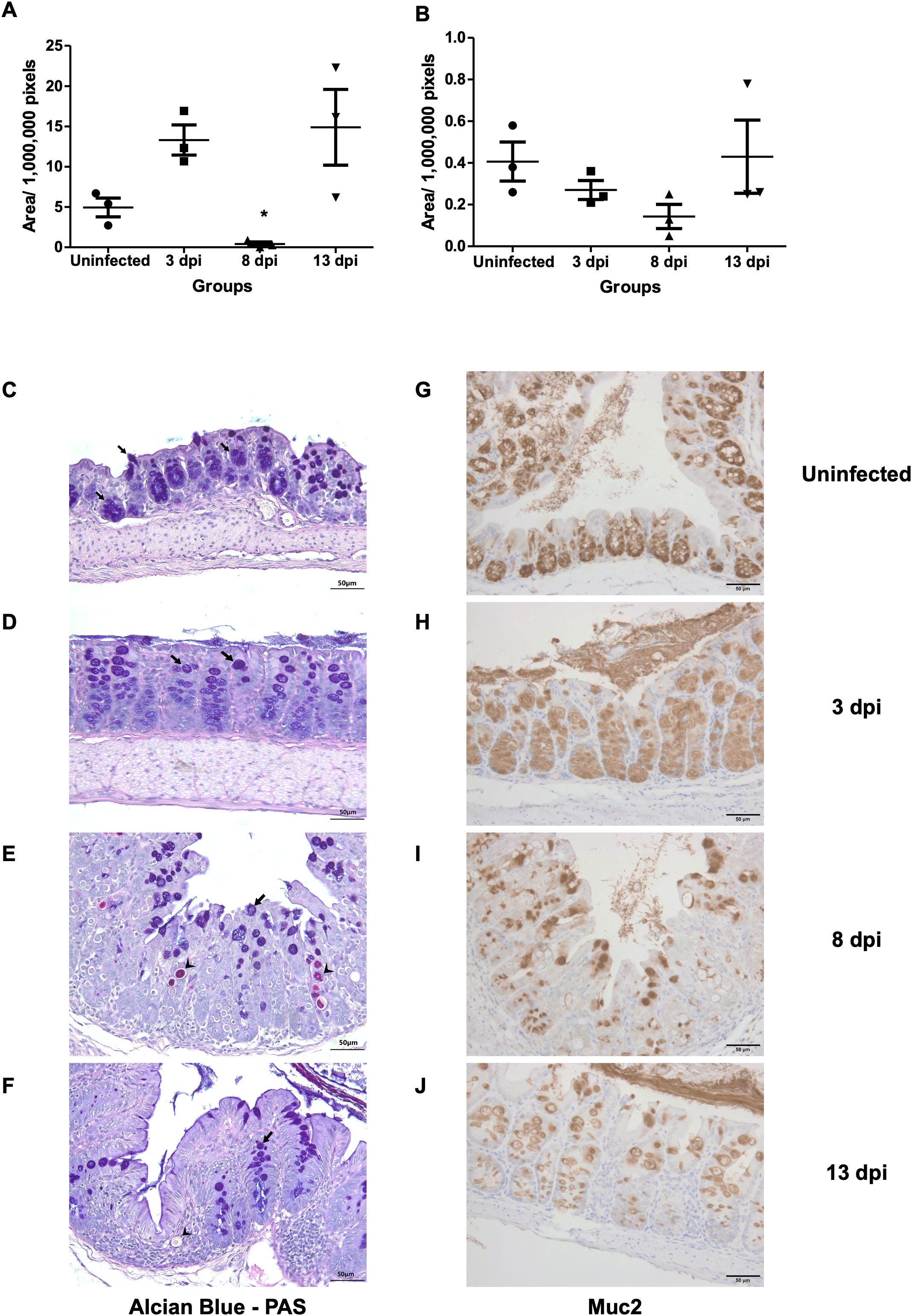 Panels A and B show quantification of pixel area from histological and immunohistochemical staining across uninfected, 3, 8, and 13 days post-infection.Panel A presents mucus area based on Alcian Blue-PAS staining, while Panel B displays Muc2 expression based on immunohistochemistry.Panels C to F are Alcian Blue-PAS–stained colon tissue sections showing decreasing mucus staining at 8 days post-infection, followed by partial recovery at 13 days.Panels G to J show Muc2 immunohistochemistry images from corresponding groups, with visibly reduced Muc2 signal at 8 days post-infection.
