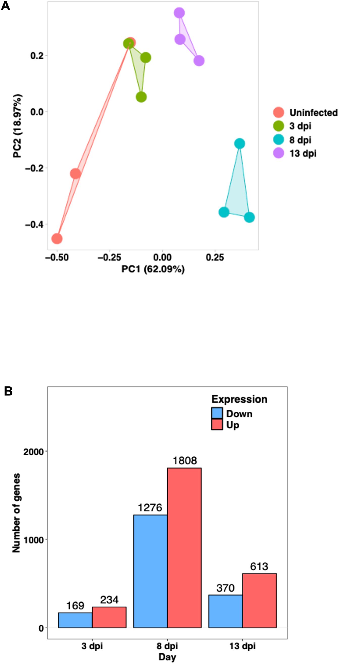 Panel A shows a PCA plot with five groups of dots representinguninfected and infected samples at 3, 8, and 13 days post-infection (dpi). The axes are labeled PC1 (62.09%) and PC2 (18.97%). Panel B presents a bar chart showing the number of upregulated and downregulated genes at 3, 8, and 13 dpi. The highest gene expressionchange is observed at 8 dpi.