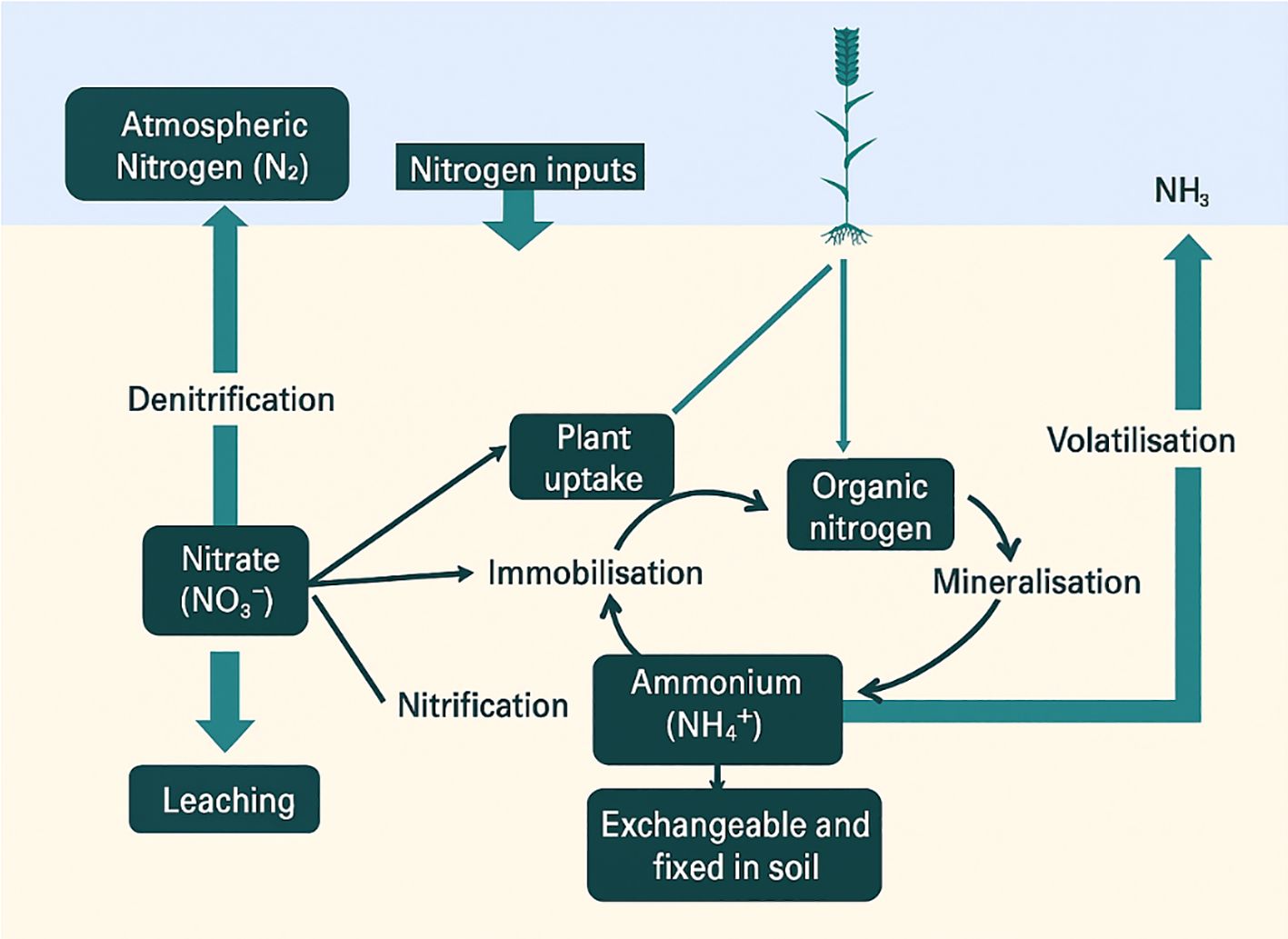 Diagram illustrating the nitrogen cycle. Atmospheric nitrogen is converted into nitrates via nitrogen inputs and denitrification. Nitrates are absorbed by plants and enter organic nitrogen, undergoing mineralisation and volatilisation. Ammonium becomes exchangeable in soil, following nitrification and immobilisation. Nitrates also become leached.