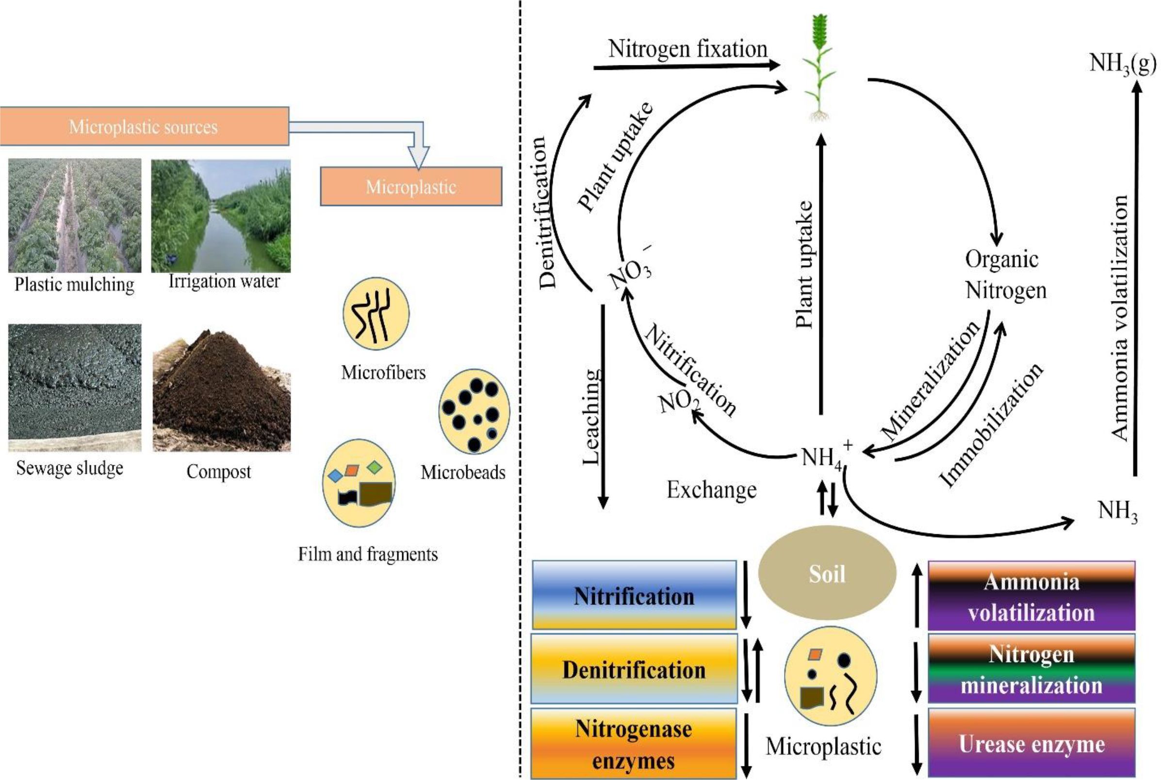 Diagram showing microplastic sources and their impact on the nitrogen cycle in soil. Sources include plastic mulching, irrigation water, sewage sludge, and compost, producing microfibers, microbeads, and film fragments. The nitrogen cycle involves processes like nitrification, denitrification, nitrogen fixation, mineralization, immobilization, and ammonia volatilization, all influenced by microplastics in the soil.