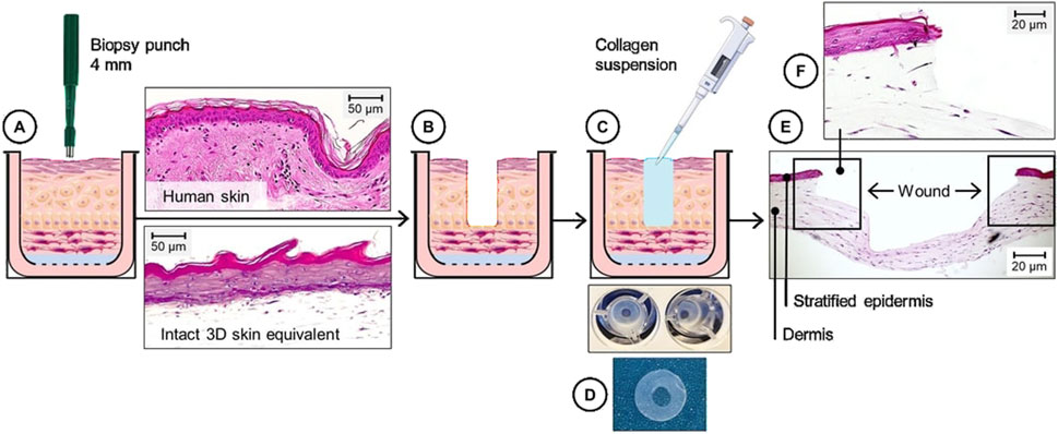 Diagram illustrating the process of skin model creation and collagen application. Panel A shows a biopsy punch tool above skin. Panel B depicts a skin section with a wound. Panel C illustrates application of a collagen suspension. Panel D displays petri dishes with samples. Panel E shows a histological image of the wound area, indicating stratified epidermis and dermis layers. Panel F provides a close-up of a healed area. Labels and scale bars are present for reference.