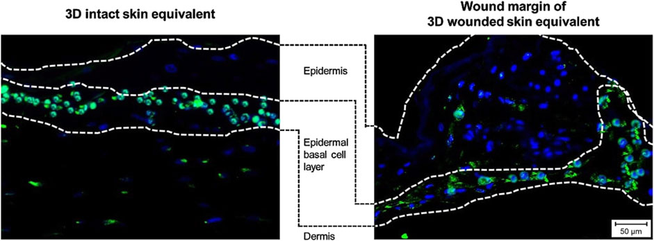 Fluorescence microscopy images of a 3D skin model. Left shows intact skin with labeled epidermis, epidermal basal cell layer, and dermis. Right shows a wound margin of a 3D wounded skin, highlighting structural differences. Cells are stained green and blue against a dark background. Dashed lines indicate skin layers. Scale bar is 50 micrometers.