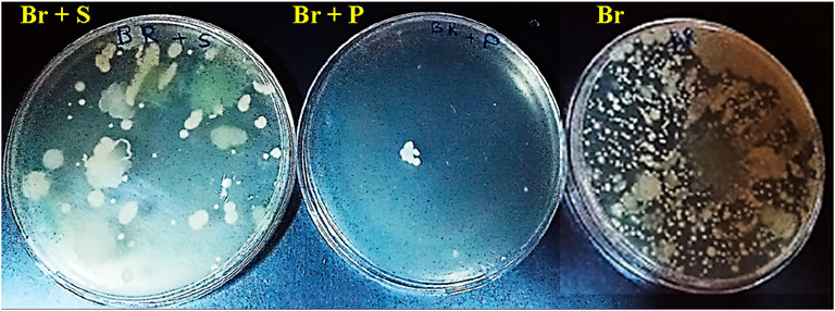 Three petri dishes labeled as Br + S, Br + P, and Br. The Br + S dish shows fungal growth with scattered colonies, Br + P dish has minimal growth, and Br dish displays densely packed colonies.