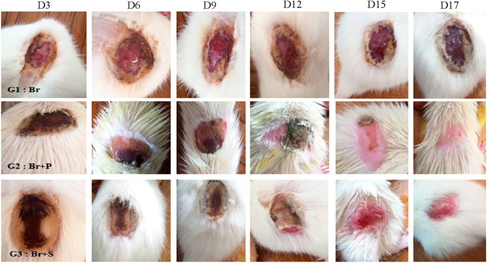 A series of images showing wound healing on animal skin over a 17-day period. Three groups (G1: Br, G2: Br+P, G3: Br+S) illustrate different treatments. Each group features photos on days 3, 6, 9, 12, 15, and 17, depicting various stages of healing and scab formation.