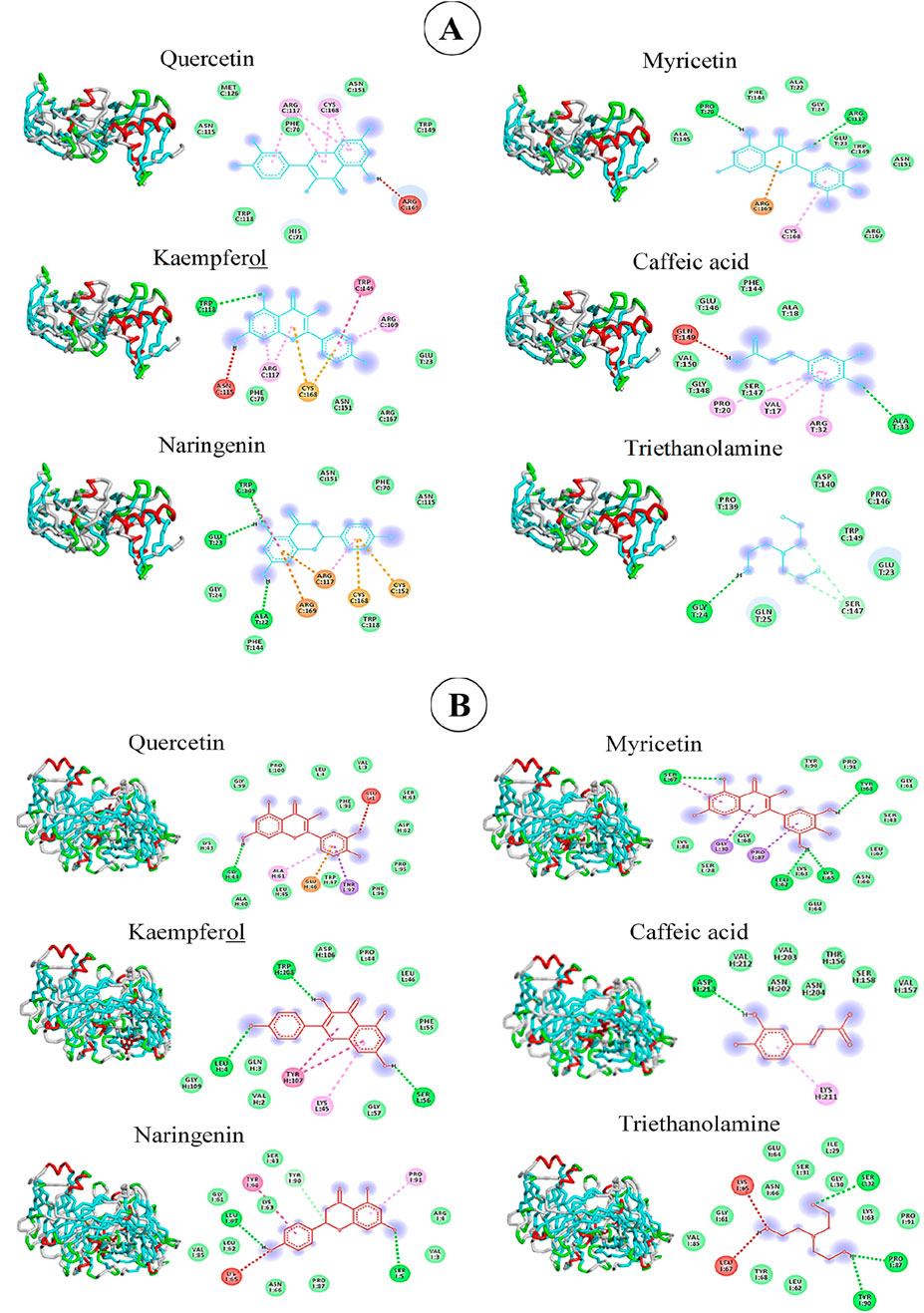 Diagram showing molecular interactions of various compounds with proteins. Panel A displays interactions for Quercetin, Kaempferol, Naringenin, Myricetin, Caffeic acid, and Triethanolamine with color-coded molecular structures. Panel B shows similar interactions for the same compounds with detailed bond interactions and protein environments, highlighted in different colors.