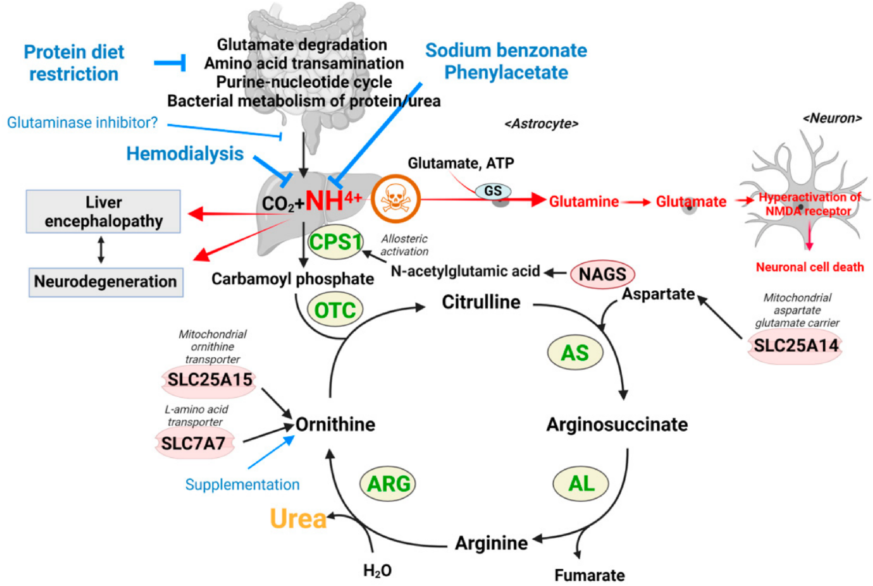 Diagram illustrating the urea cycle and related processes. It shows various compounds like CO2, NH4+, glutamate, and glutamine, with enzymes such as CPS1, OTC, and NAGS. Inhibitors and treatments, including protein diet restriction and hemodialysis, are indicated. Neuronal pathways leading to cell death and conditions like liver encephalopathy and neurodegeneration are also highlighted. Paths between molecules and interventions are shown with arrows, illustrating the flow and interactions within the cycle.