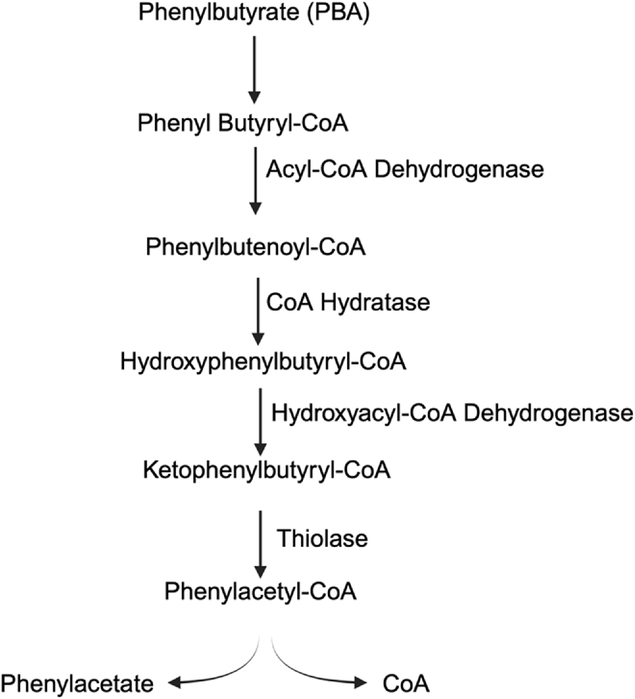 Metabolic pathway diagram showing the conversion of Phenylbutyrate (PBA) to Phenylacetate and Coenzyme A (CoA). Steps include reactions facilitated by Acyl-CoA dehydrogenase, CoA hydratase, Hydroxyacyl-CoA dehydrogenase, and Thiolase. Key intermediates are Phenylbutyryl-CoA, Phenylbutenoyl-CoA, Hydroxyphenylbutyryl-CoA, Ketophenylbutyryl-CoA, and Phenylacetyl-CoA.
