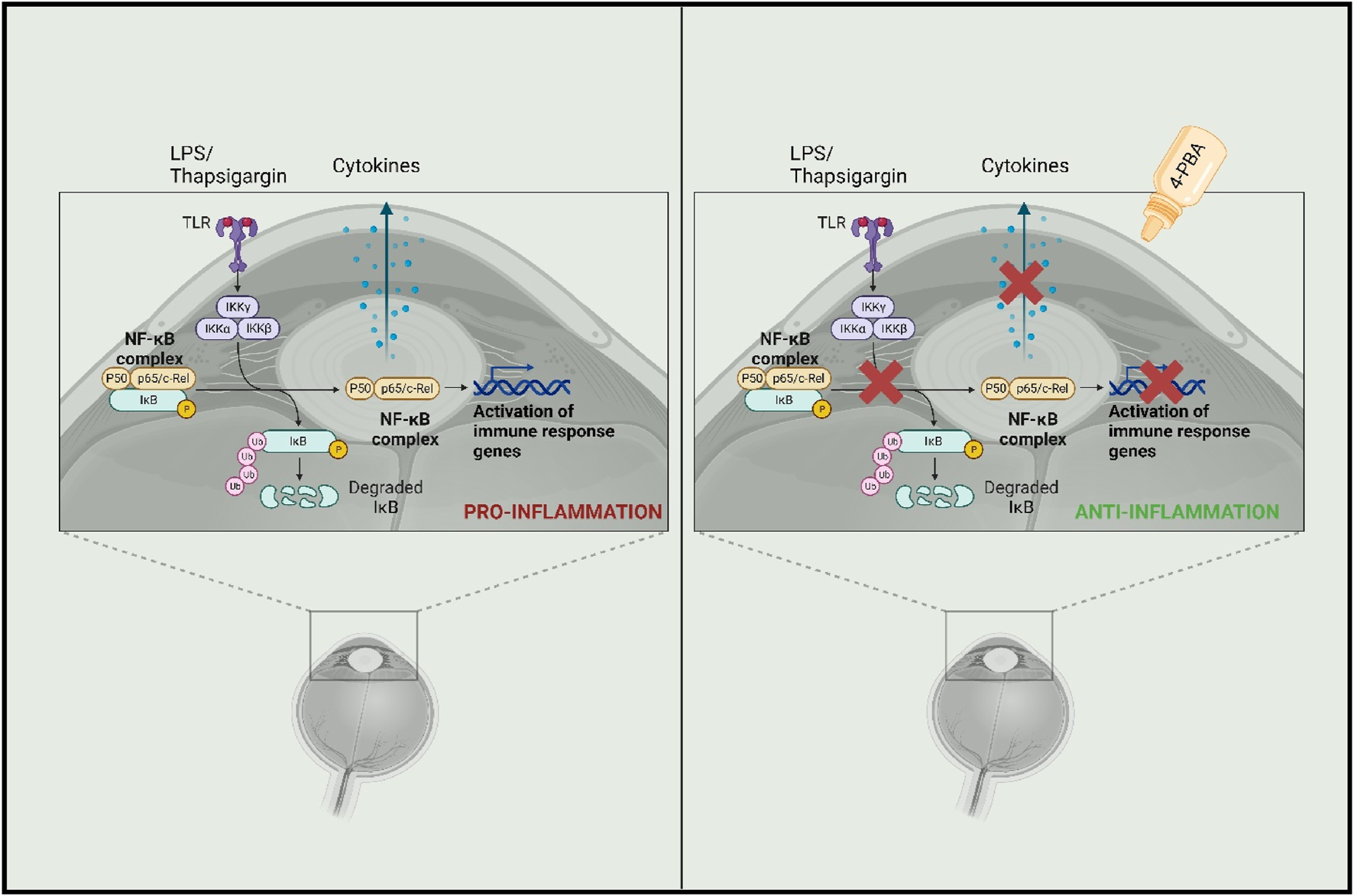 Diagram comparing pro-inflammatory and anti-inflammatory pathways in cells. The left panel shows the activation of NF-kB complex and immune response genes, leading to pro-inflammation. The right panel illustrates inhibition of the NF-kB complex activation with 4-PBA, resulting in anti-inflammation. Cytokines and TLR involvement are depicted in both pathways.
