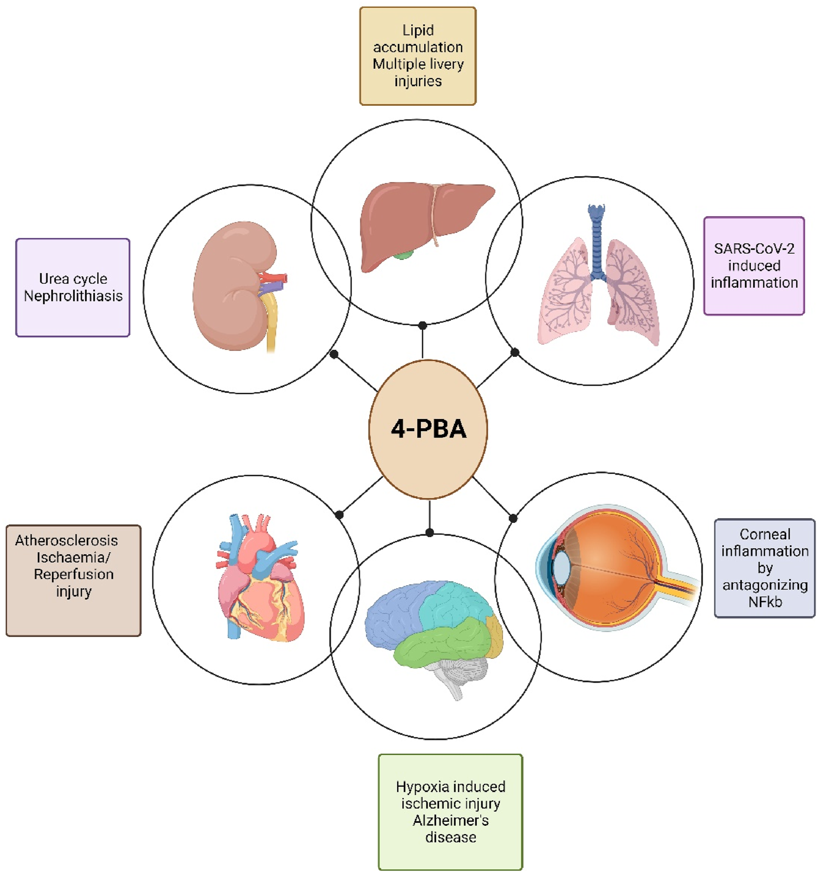 Diagram illustrating the potential therapeutic effects of 4-PBA on various health conditions. Central hub labeled "4-PBA" connects to six circles: kidney (urea cycle, nephrolithiasis), liver (lipid accumulation, liver injuries), lungs (SARS-CoV-2 inflammation), heart (atherosclerosis, ischemia), brain (ischemic injury, Alzheimer's disease), and eye (corneal inflammation).