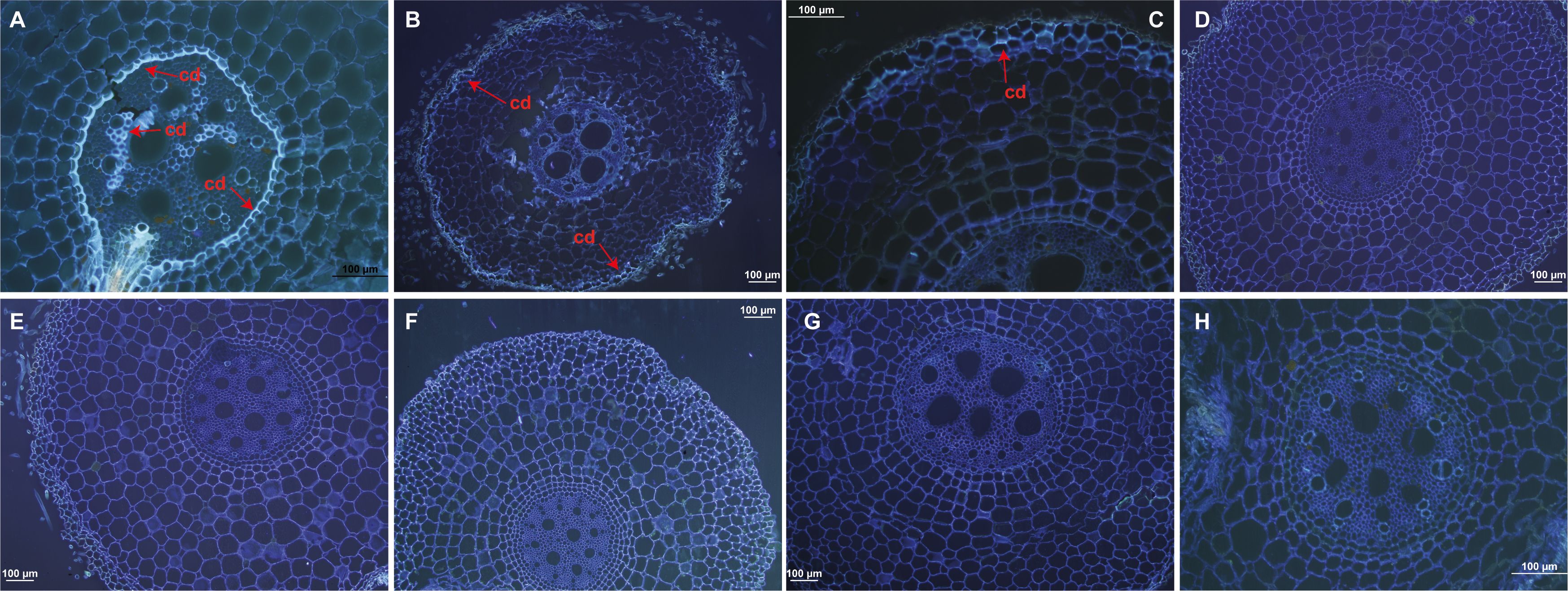 Microscopic images in banana accessions Calcutta 4 and Prata-Anã from A to H show cross-sections of plant pseudostems with varying degrees of callose deposition following inoculation with Fusarium oxysporum f. sp. cubense STR4. Arrows labeled “cd” indicate regions of interest, highlighting callose. Each image scale is 100micrometers.