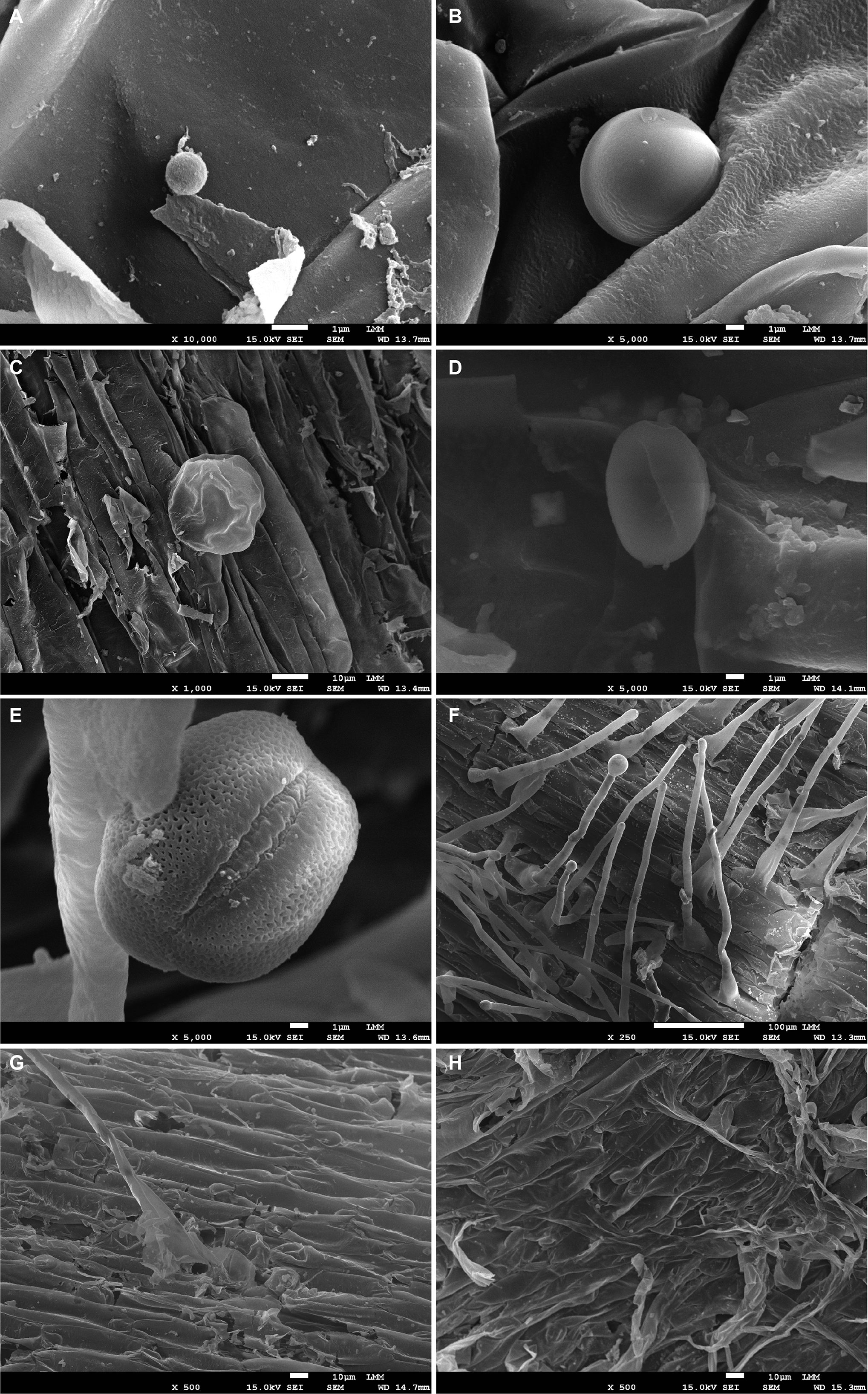 Various scanning electron microscope images in banana accessions Calcutta 4 and Prata- Anã show fungal spores and hyphae on plant root surfaces after inoculation with Fusarium oxysporum f. sp. cubense STR4. Image A features a single spore with fragmented plant material. Image B displays a spherical spore nestled in plant tissue. Image C shows a spore within elongated plant cells. Image D shows a blurred spore structure. Image E highlights a close-up of a textured spore. Image F reveals multiple hyphae extending over plant root tissue. Image G shows a single hypha and plant cells. Image H displays plant root tissue without visible spores or hyphae.