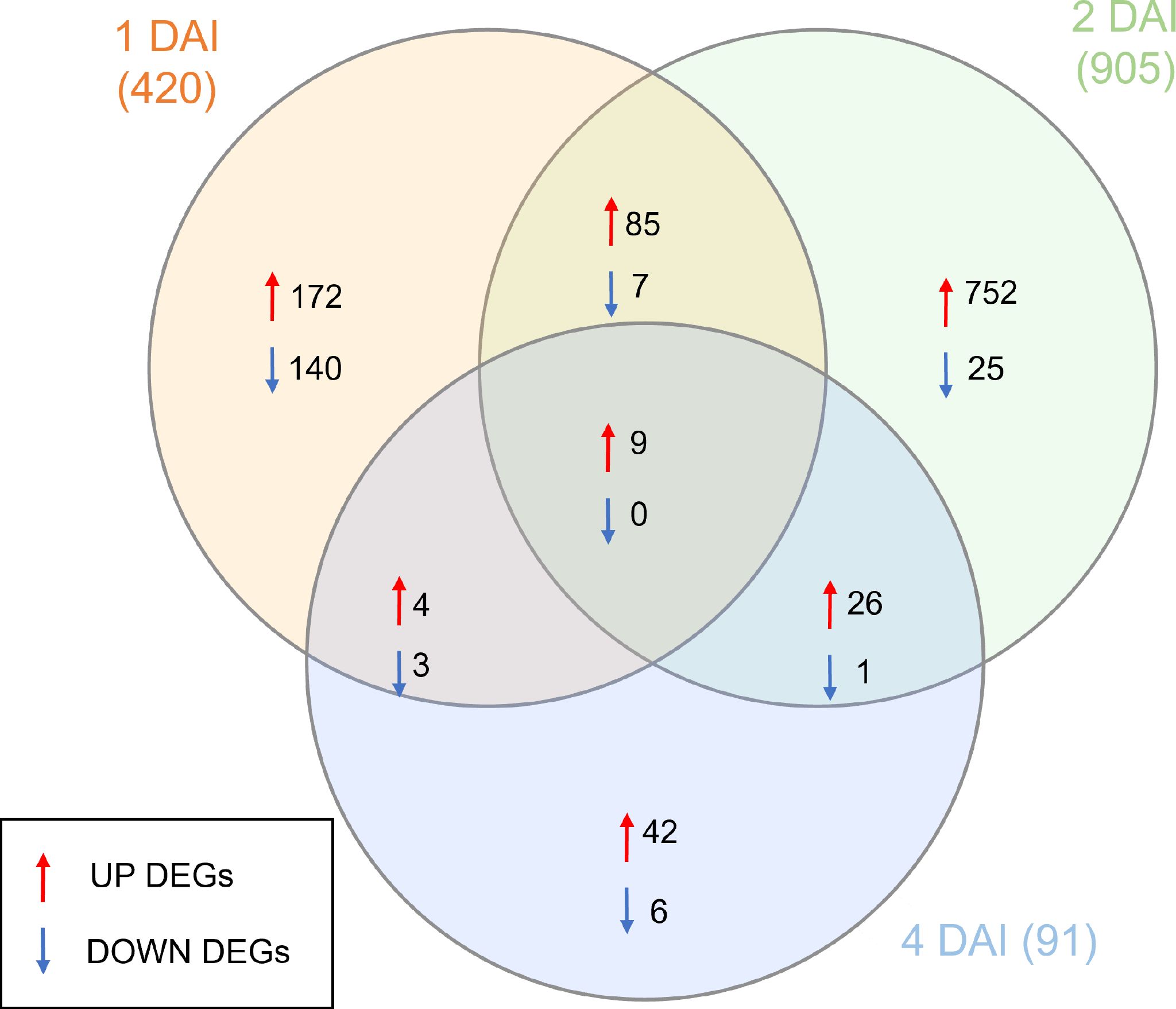 Venn diagram displaying distributions of differentially expressed genes (DEGs) in Musa acuminata Calcutta 4 across different days after inoculation (DAI) with Fusarium oxysporum f. sp. cubense STR4: 1 DAI (420), 2 DAI (905), and 4 DAI (91). Arrows indicate upregulated (red) and downregulated (blue) DEGs. Overlaps show shared DEGs among conditions: 85 and 7 between 1 and 2 DAI, 9 and 0 among all, 26 and 1 between 2 and 4 DAI, 4 and 3 between 1 and 4 DAI, and 42 and 6 unique to 4 DAI.
