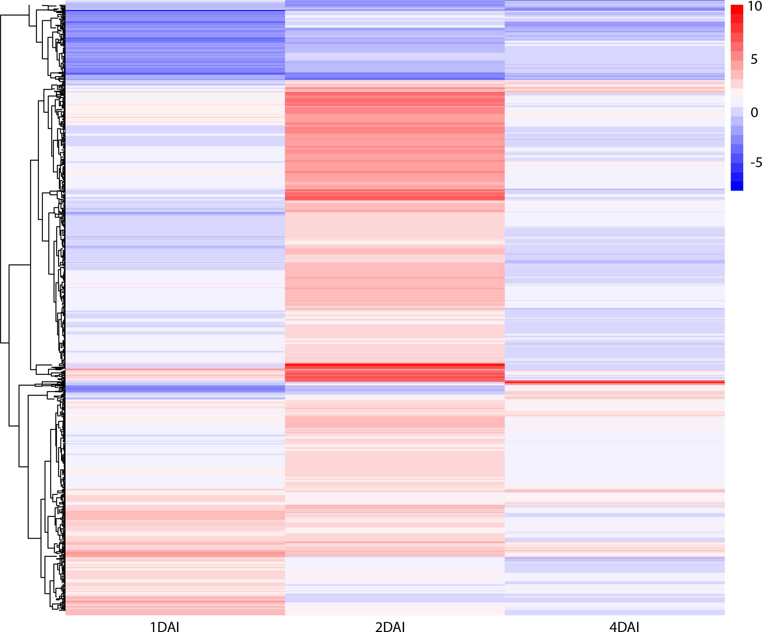 Heat map displaying gene expression levels in Musa acuminata Calcutta 4 across different days after inoculation (DAI) with Fusarium oxysporum f. sp. cubense STR4: 1DAI, 2DAI, and 4DAI. Red indicates higher expression, while blue indicates lower expression, with a scale from negative five to ten. Clustering on the left shows related genes.