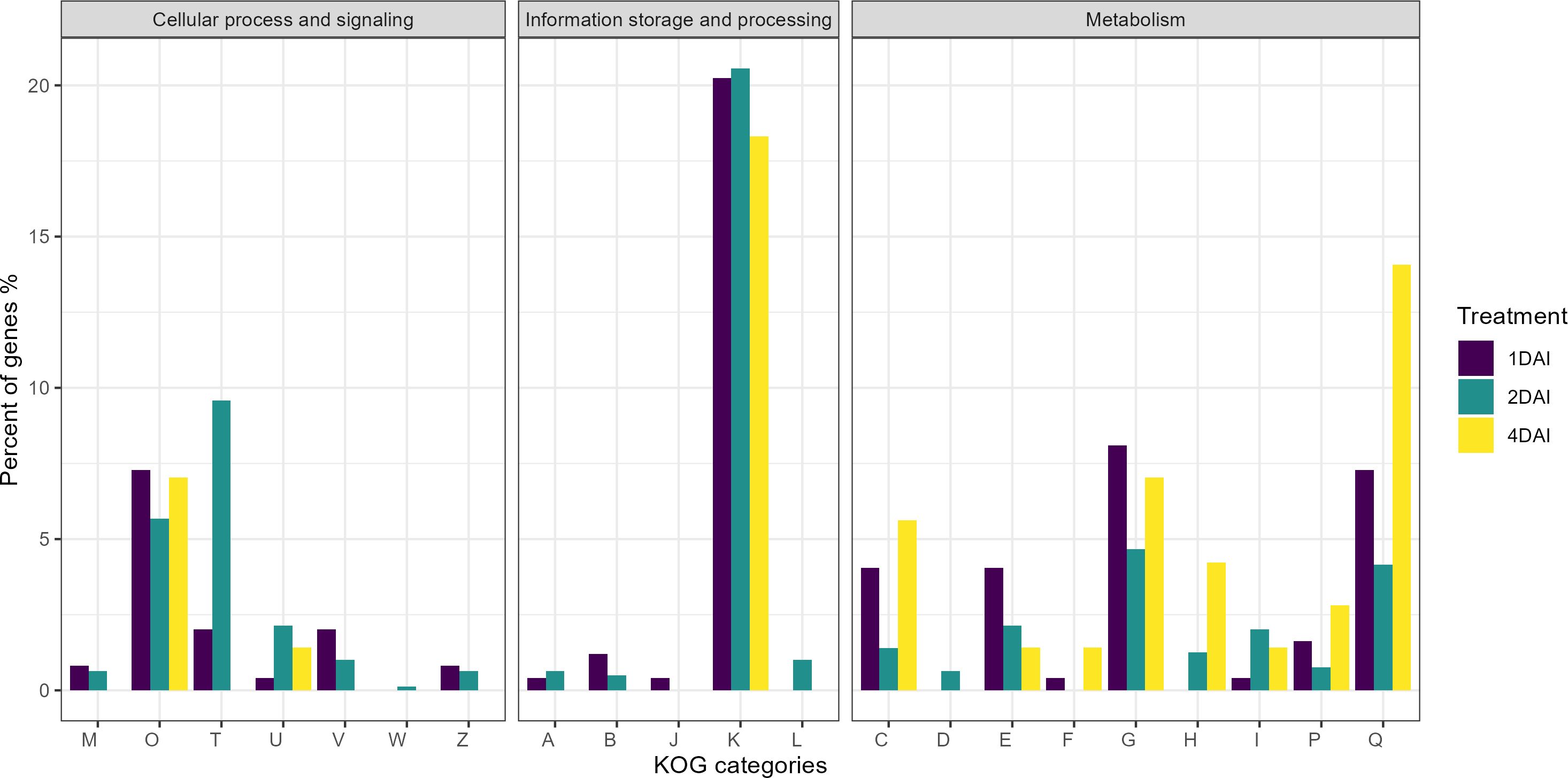Bar chart showing the percentage of genes modulated in response to Fusarium oxysporum f. sp. cubense STR4 in Musa acuminata Calcutta 4 across KOG categories, divided into three groups: Cellular Process and Signaling, Information Storage and Processing, and Metabolism. The treatments are 1DAI (purple), 2DAI (teal), and 4DAI (yellow). Information Storage and Processing category K shows the highest percentage across all treatments.
