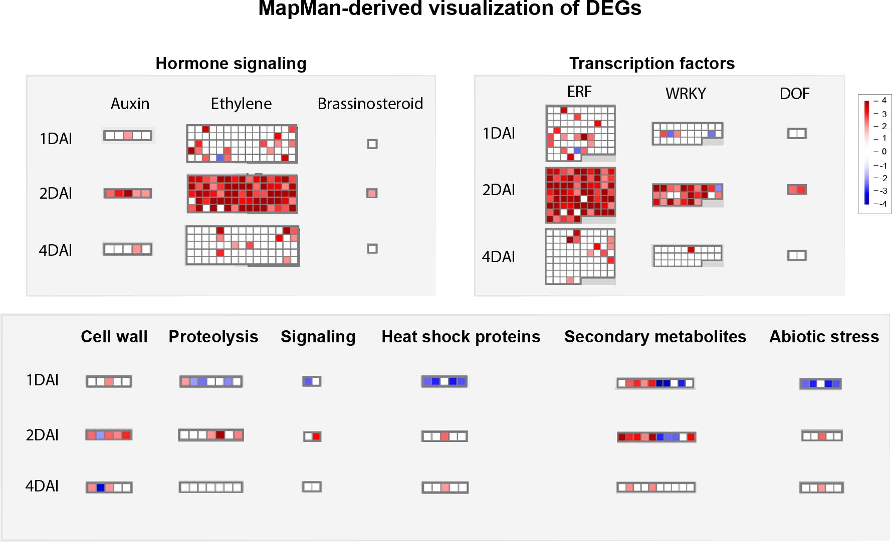 MapMan-derived visualization of differentially expressed genes (DEGs) modulated in Musa acuminata Calcutta 4 in response to Fusarium oxysporum f. sp. cubense STR4 related to hormone signaling and transcription factors across three time points: one, two, and four days after infection (DAI). Hormone signaling includes auxin, ethylene, and brassinosteroid, while transcription factors involve ERF, WRKY, and DOF. A heatmap displays expression levels, with variations in red and blue indicating up and downregulation, respectively. Additional categories like cell wall, proteolysis, signaling, heat shock proteins, secondary metabolites, and abiotic stress are also shown with similar heatmap representations.
