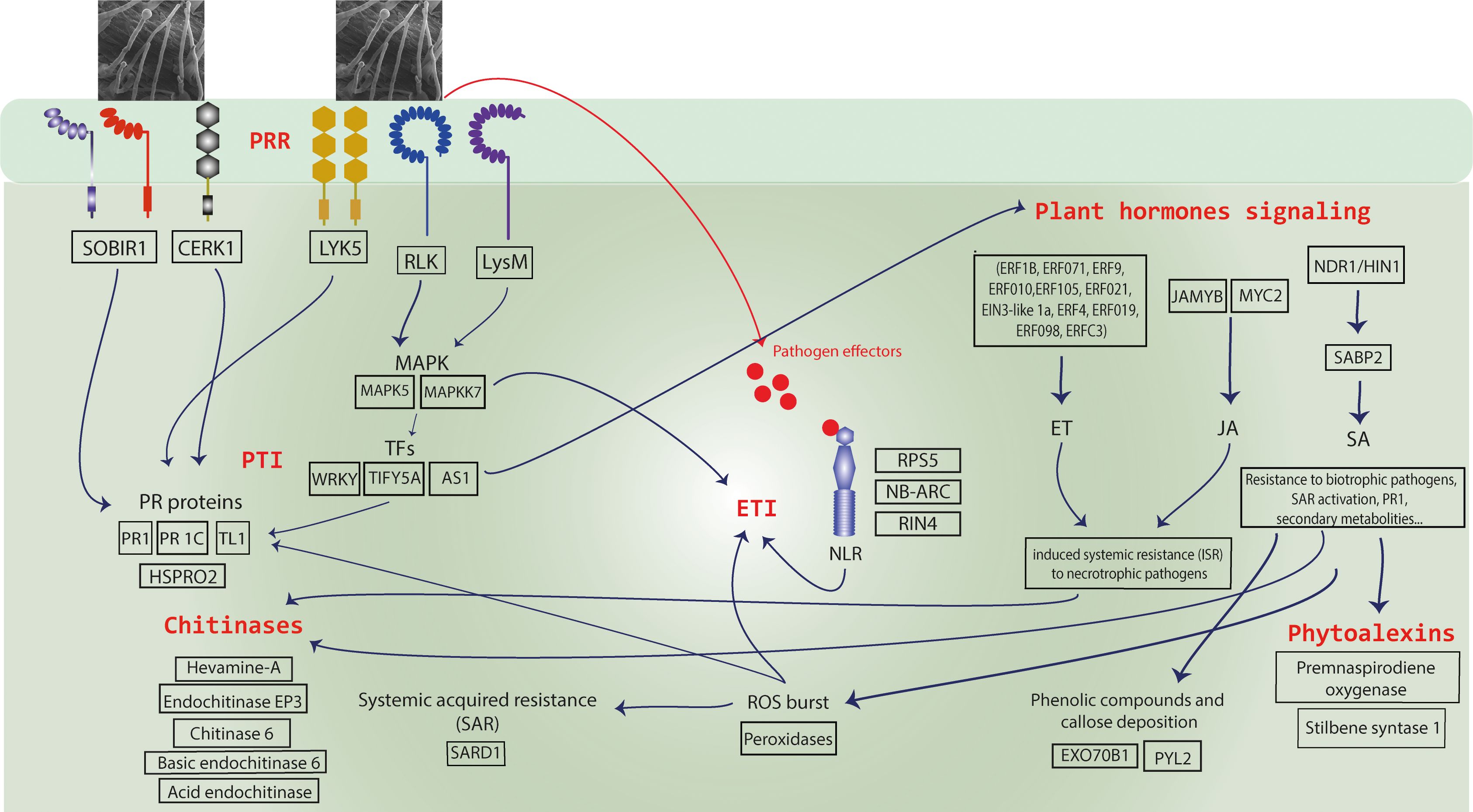 Diagram illustrating plant immune responses in Musa acuminata Calcutta 4 in response to Fusarium oxysporum f. sp. cubense STR4. Components include receptors like SOBIR1, CERK1, and LYK5, leading to activation of MAPK cascades and transcription factors such as WRKY and TIFY5A. The diagram displays PTI (Pattern Triggered Immunity) and ETI (Effector Triggered Immunity) responses, together with downstream systemic acquired resistance and responses such as ROS burst, chitinases, and phytoalexin production. Phytohormone responses include ET, JA, and SA.