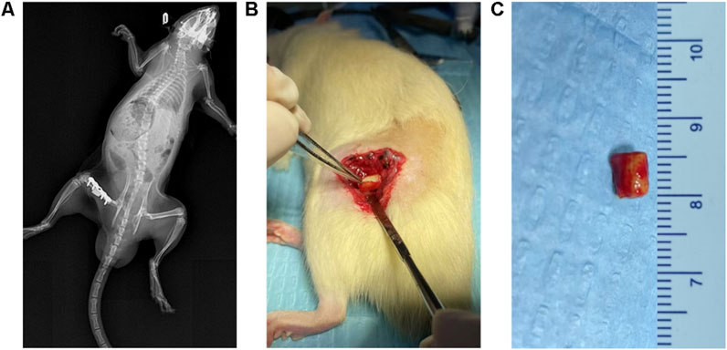 (A) X-ray of a rodent showing a distinct mass in the abdomen. (B) Surgical image of the rodent with an incision revealing the mass being extracted by forceps. (C) Close-up of the removed mass next to a ruler for size reference.