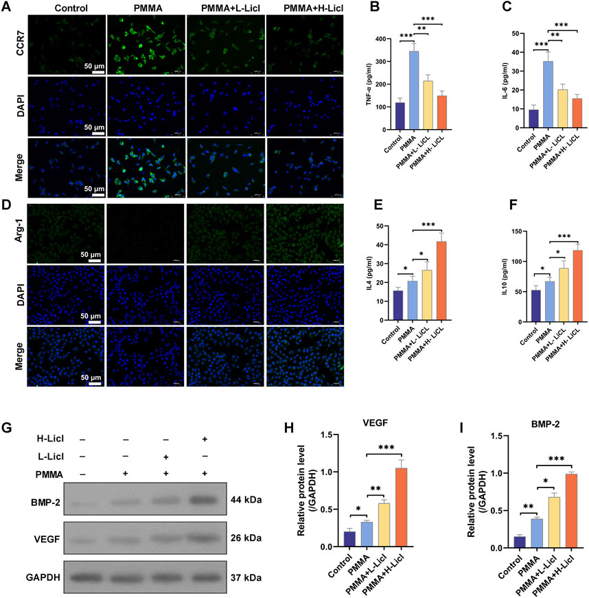 Four panels showing experimental results related to cell studies. Panel A shows images of CCR7 expression with different treatments, with microscopic images labeled by condition. Panel D shows Arg-1 expression with similar treatment labeling. Panels B, C, E, and F are bar graphs illustrating levels of TNF-α, IL-6, IL-4, and IL-10 across different conditions. Panel G depicts a Western blot analysis of BMP-2 and VEGF, with GAPDH as a loading control, showing bands under different treatments. Panels H and I present bar graphs of relative VEGF and BMP-2 protein levels. Statistical significance is indicated by asterisks.