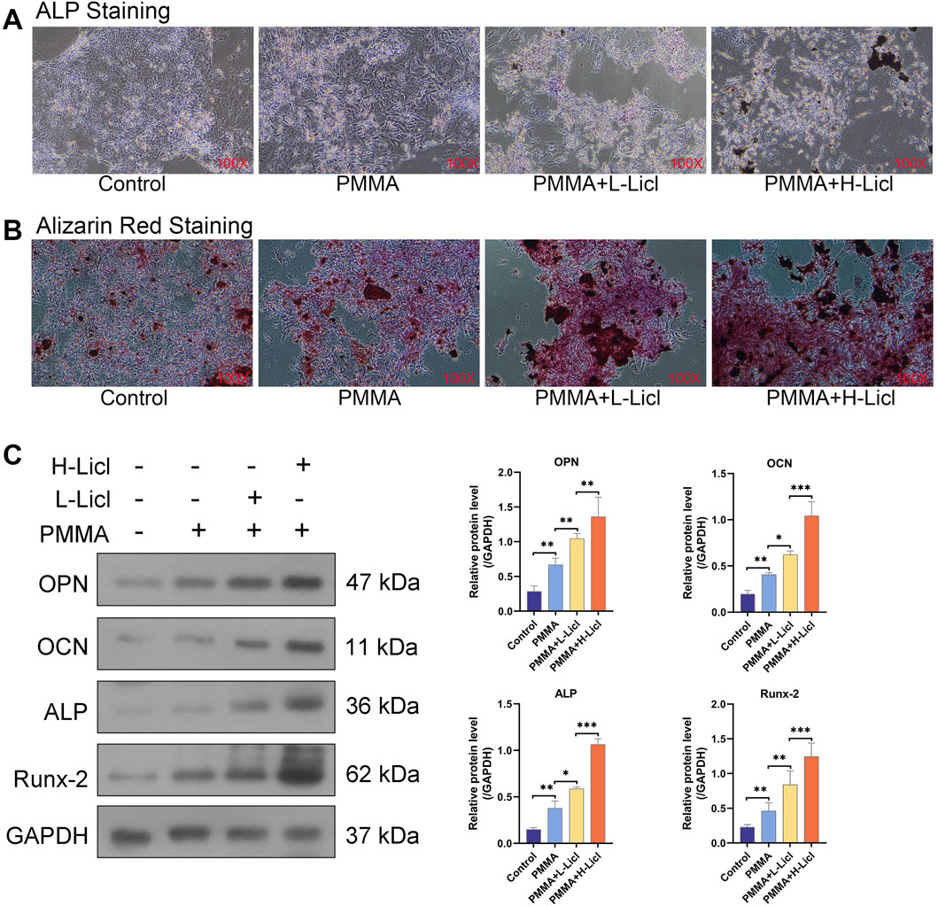 Panel A displays ALP staining with four images labeled Control, PMMA, PMMA plus L-Licl, and PMMA plus H-Licl. Panel B shows Alizarin Red staining in similar conditions. Panel C presents a western blot comparing protein levels (OPN, OCN, ALP, Runx-2) under the same conditions, with corresponding bar graphs depicting relative protein levels quantified against GAPDH.