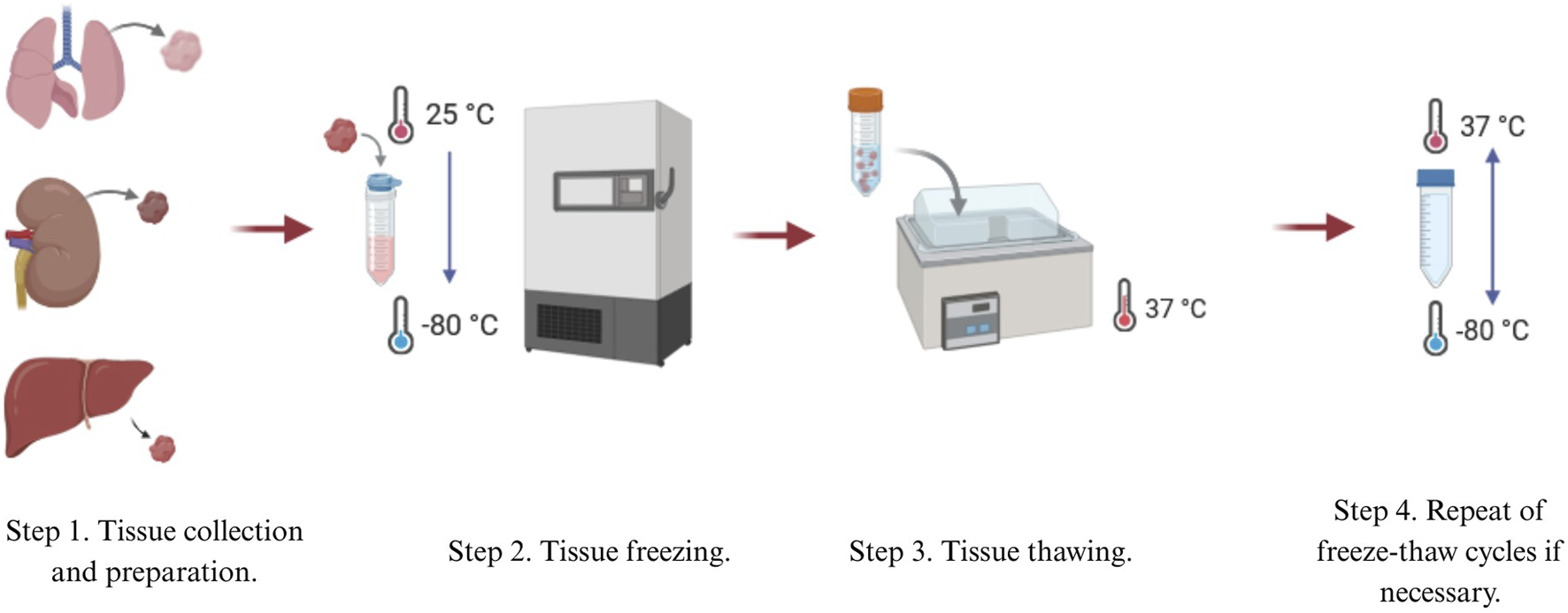 Diagram of a tissue preservation process. Step 1 shows tissue collection from lungs, kidneys, and liver. Step 2 involves freezing the tissue in a container at negative eighty degrees Celsius. Step 3 shows thawing in a bath at thirty-seven degrees Celsius. Step 4 suggests repeating freeze-thaw cycles if necessary.