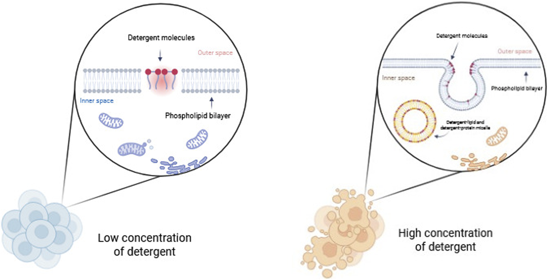 Diagram comparing low and high detergent concentrations on a cell membrane. The low concentration shows detergent molecules interacting with the phospholipid bilayer without disruption. The high concentration illustrates membrane disruption, forming detergent-lipid micelles. Mitochondria-like structures are presented inner cell space and not take part in detergent interacting process.