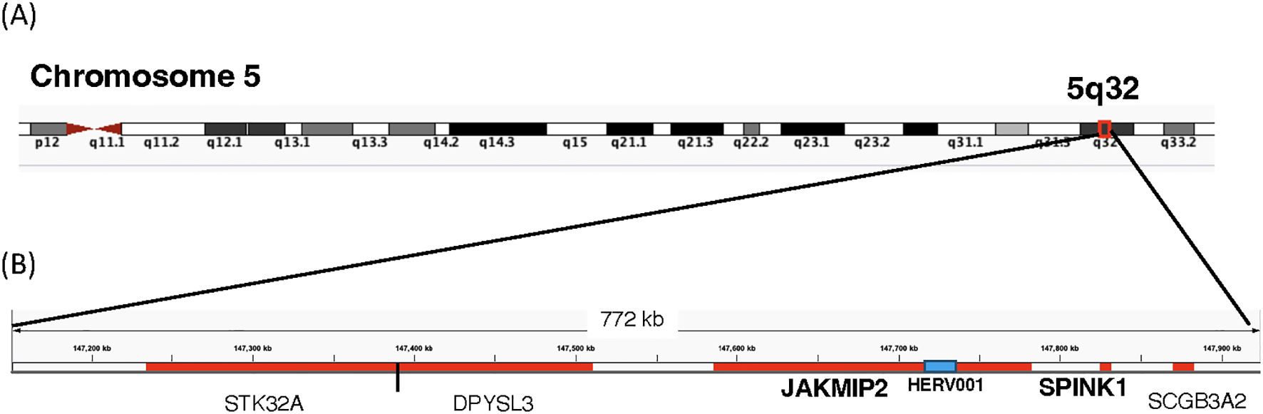 Diagram showing an overview of Chromosome 5, highlighting region 5q32. Below, an expanded view details a 772 kb section of the chromosome, showing genes STK32A, DPYSL3, JAKMIP2, HERV001, SPINK1, and SCGB3A2.