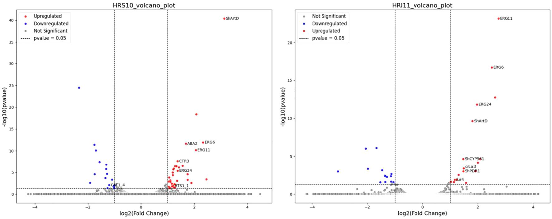 Two volcano plots labeled HRS10 and HRI11 compare gene expression changes. Each plot highlights upregulated genes in red and downregulated ones in blue. Non-significant genes are in gray. The vertical axes show negative log ten p-values, while the horizontal axes display log two fold changes. The dashed lines indicate a p-value threshold of zero point zero five. Identified genes such as ERG11 and ShArtD are labeled.