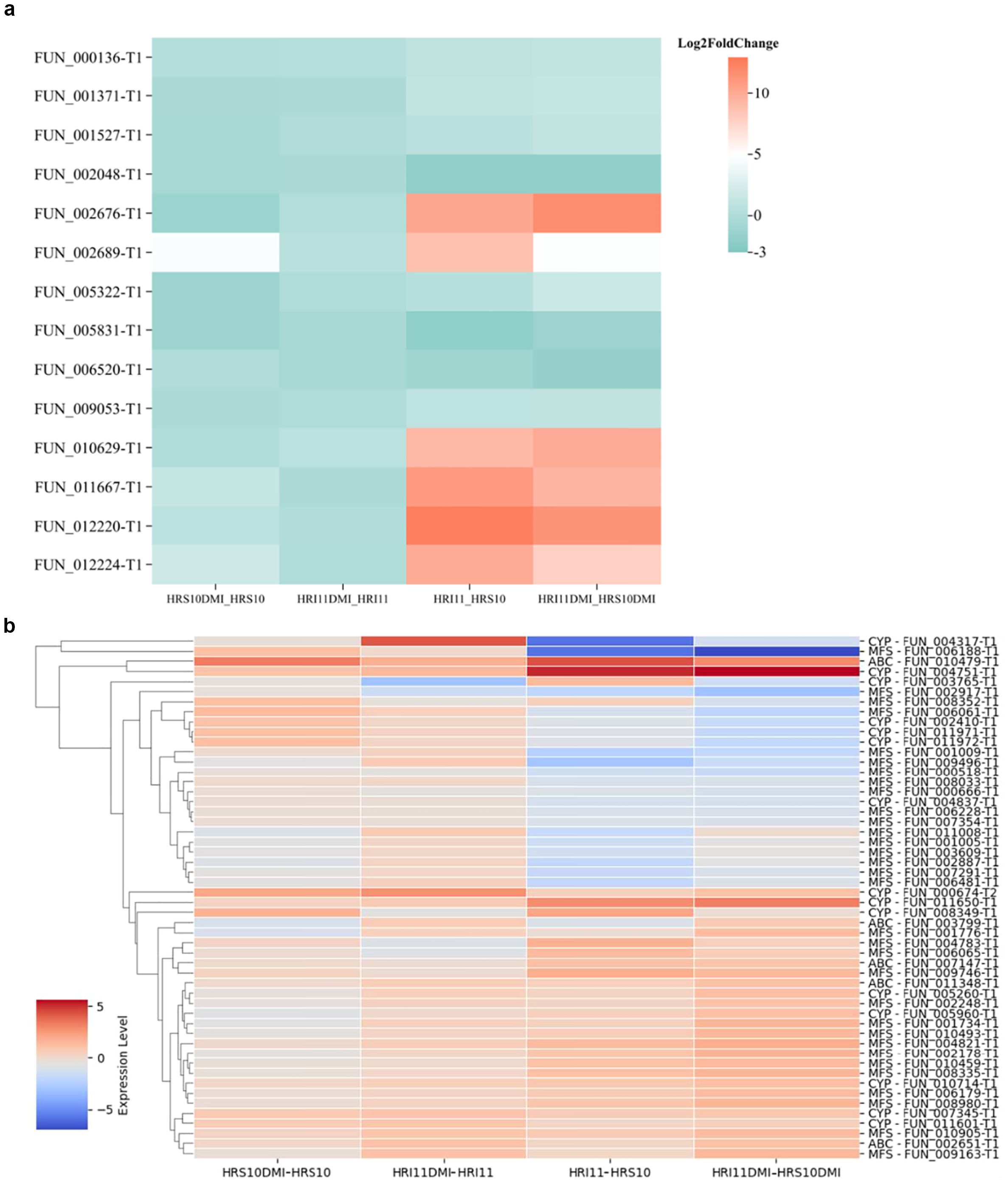 Panel A shows a heatmap illustrating Log2FoldChange in expression levels across 12 samples, with colors ranging from green (low expression) to red (high expression). Panel B displays a hierarchical clustering heatmap of expression levels for various genes, categorized by CYP, MFS, and ABC families, with a gradient from blue (low expression) to red (high expression). Both heatmaps are labeled with sample conditions on the x-axis.