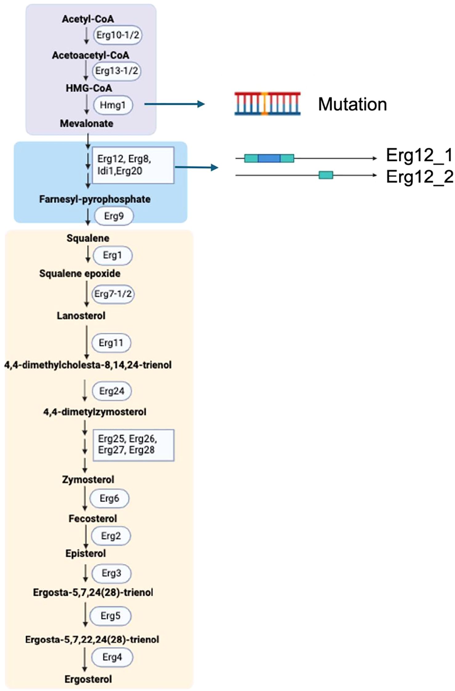 Flowchart illustrating the biosynthesis pathway from Acetyl-CoA to Ergosterol. It details the chemical transformations at each step and the corresponding enzymes. Highlighted sections show mutations related to Erg12_1 and Erg12_2 genes, affecting the pathway from HMG-CoA to Farnesyl-pyrophosphate. Key enzymes include Erg10-1/2, Erg13-1/2, Hmg1, Erg9, Erg1, Erg7-1/2, Erg11, Erg24, and others leading to final ergosterol production.