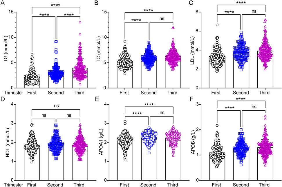 Analysis of circulating lipids profiles across the pregnancy trimesters. Graphs A to F show lipid profiles (TG, TC, LDL, HDL, APOA1, APOB) across pregnancy trimesters. Significant differences are indicated by asterisks. TG, TC, LDL, APOA1, and APOB levels increase from the first to the third trimester, while HDL levels remain unchanged.