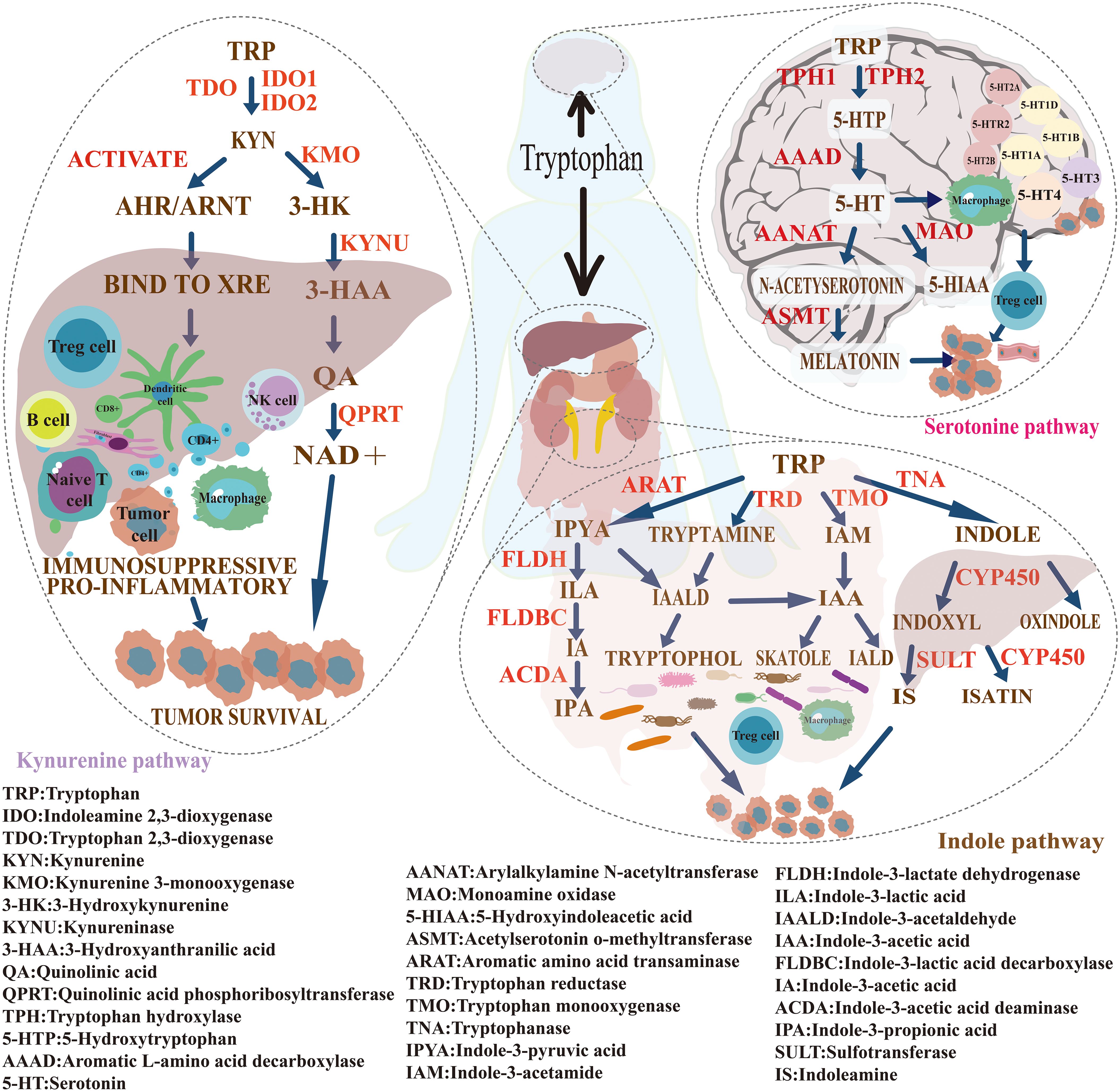 Diagram illustrating the metabolism of tryptophan into three pathways: kynurenine, serotonin, and indole pathways. Each pathway is depicted with various enzymes and metabolites, indicated by abbreviations like TRP, IDO1, KMO, and TDO. The image also shows immune cells like Treg cells, B cells, and macrophages, highlighting their roles in inflammation and tumor survival. Tryptophan's conversion processes are visually connected to different physiological actions and cell functions, with arrows indicating flow directions. The diagram includes color-coded sections for clarity and a legend detailing the abbreviations of enzymes and metabolites.