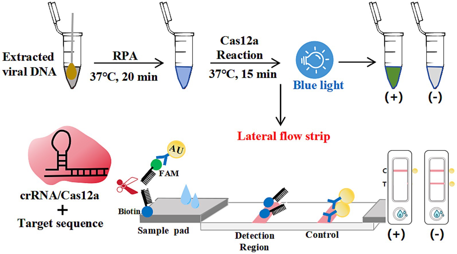 Flowchart depicting a DNA detection process. Extracted viral DNA undergoes RPA at 37 degrees Celsius for 20 minutes, followed by a Cas12a reaction for 15 minutes. Blue light exposure results in color changes, indicating positive or negative results. The crRNA/Cas12a complex with the target sequence is shown. A lateral flow strip is used for detection, with sample pad and detection regions illustrated. Positive and negative results are displayed on the strips.