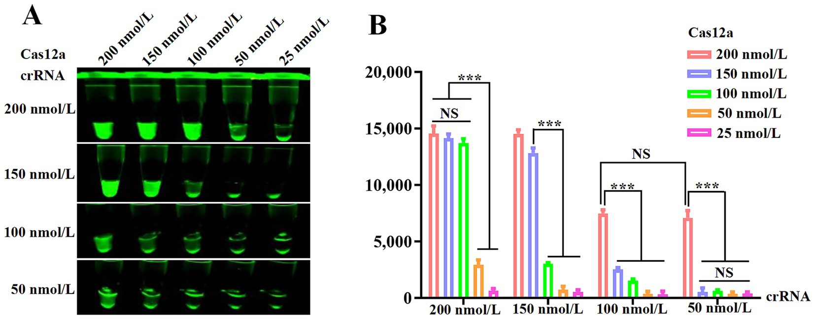 Panel A shows green fluorescence images of reaction tubes for various concentrations of Cas12a and crRNA, indicating binding efficiency. Panel B is a bar graph comparing fluorescence intensities at concentrations of 200, 150, 100, 50, and 25 nanomoles per liter. Statistical significance is marked with asterisks and labeled as NS for non-significant differences. Legend on the right indicates color coding for Cas12a concentrations.