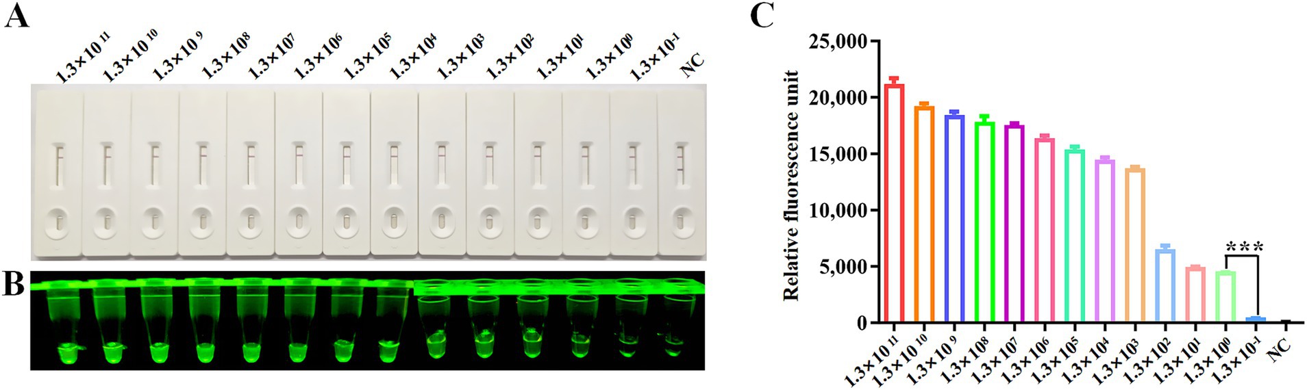 Panel A shows a series of lateral flow test strips with varying intensities of bands labeled from 1.3 x 10¹¹ to 1.3 x 10⁰ and NC. Panel B displays test tubes under UV light with glowing fluorescence. Panel C is a bar graph indicating relative fluorescence units with corresponding labels, showing a decrease across dilutions, with the highest fluorescence at 1.3 x 10¹¹ and lowest at NC.