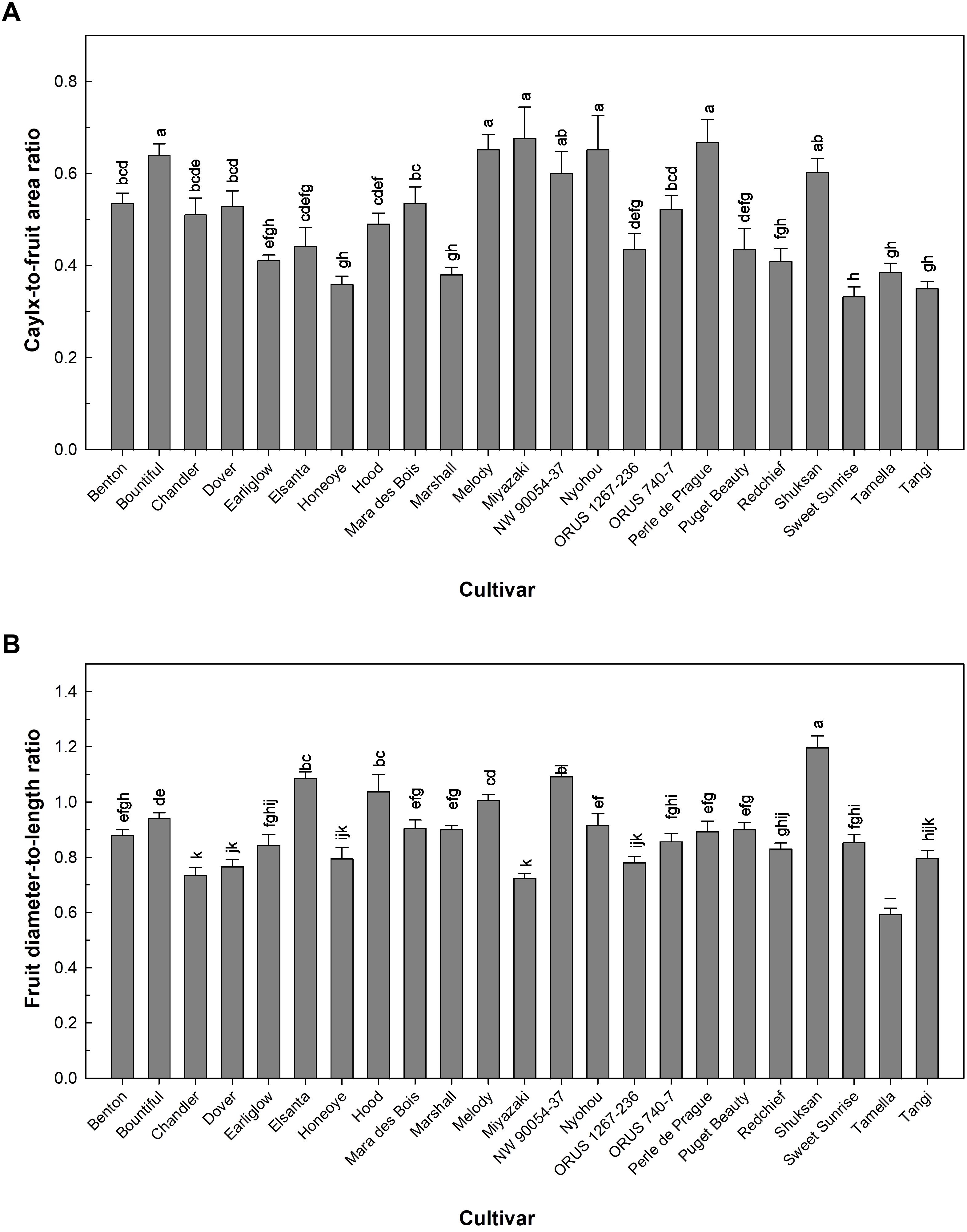 Bar charts comparing calyx-to-fruit area ratio and fruit diameter-to-length ratio among various cultivars. Chart A shows the calyx-to-fruit area ratio, with the highest values for cultivars Mayflower, NW 2034-37, and Puget Beauty. Chart B displays the fruit diameter-to-length ratio, with Shuksan having the highest ratio. Both charts use similar spacing and labeling for cultivars along the x-axis.