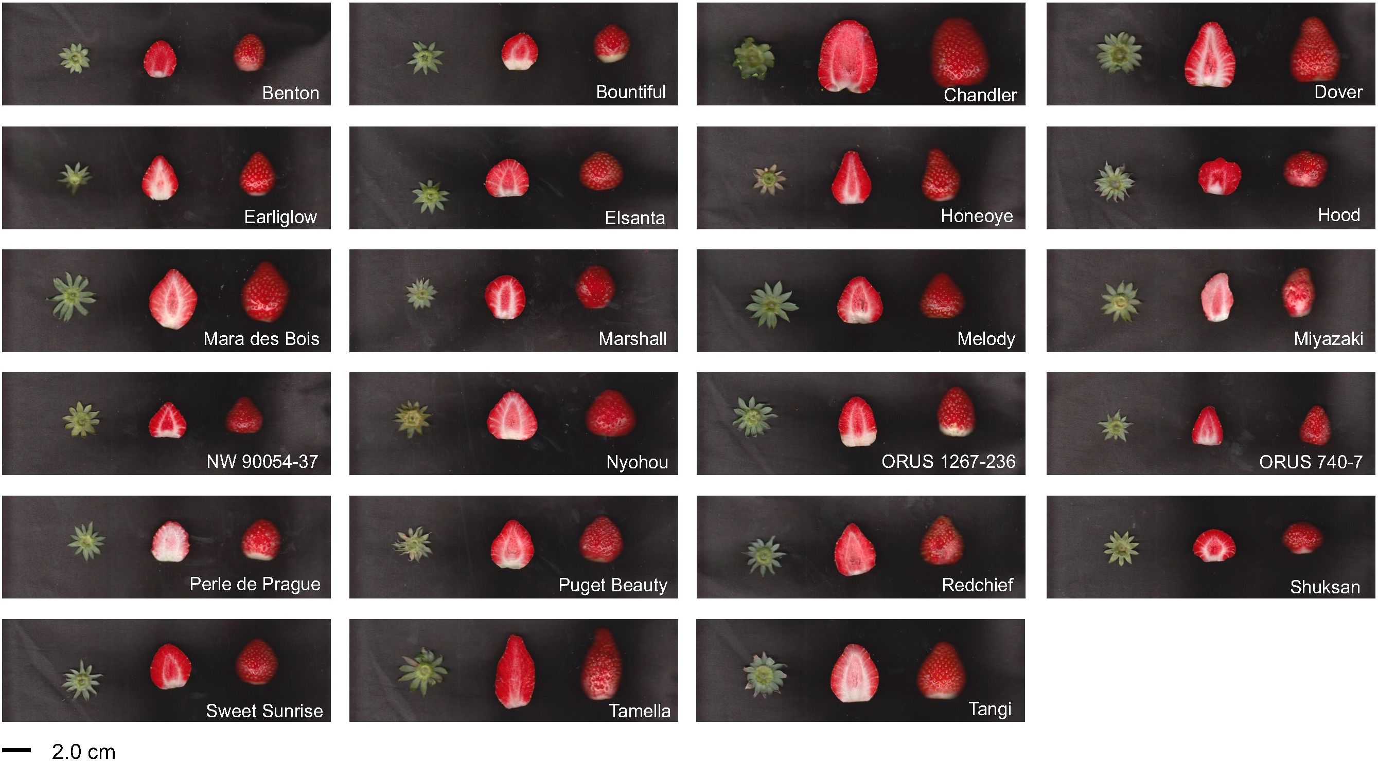 Various strawberry cultivars are displayed in a grid, each section containing a whole strawberry, a halved strawberry, and the calyx. The varieties include Benton, Bountiful, Chandler, Dover, Earliglow, Elsanta, Honeoye, Hood, Mara des Bois, Marshall, Melody, Miyazaki, NW 90054-37, Nyohou, ORUS 1267-236, ORUS 740-7, Perle de Prague, Puget Beauty, Redchief, Shuksan, Sweet Sunrise, Tamella, and Tangi. Each has a label indicating its name. A scale bar at the bottom left indicates size reference.