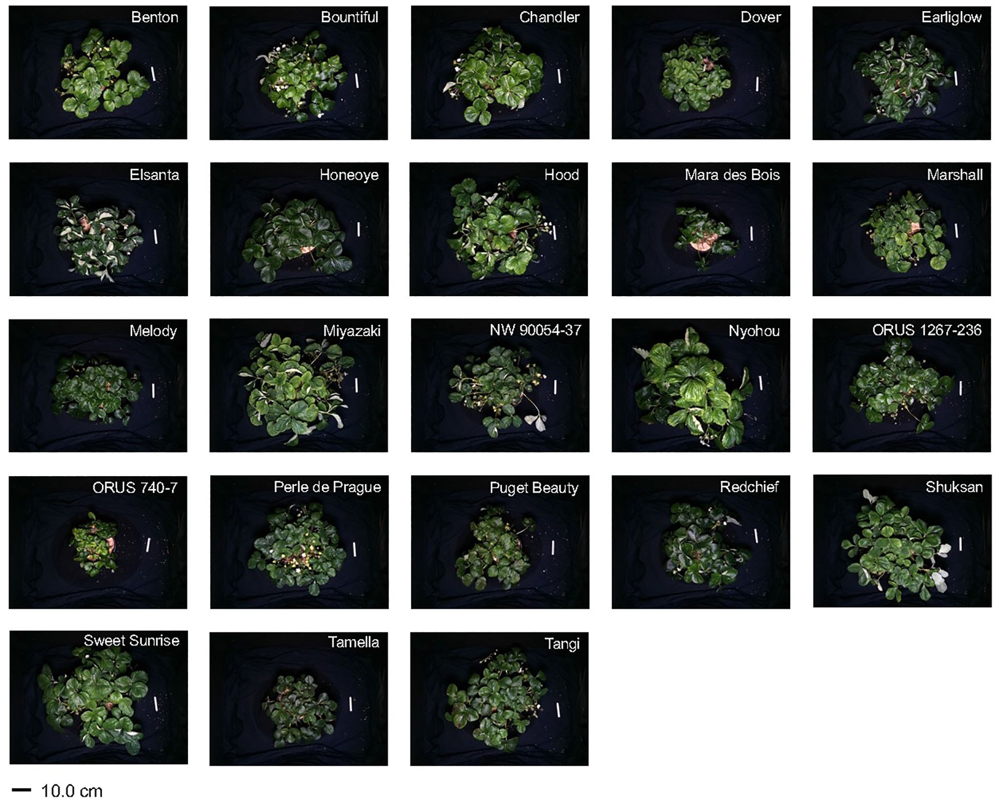 Twenty-five strawberry plant varieties are displayed in a grid format. Each variety is labeled above its corresponding plant, showing diverse foliage and growth patterns, set against a dark background. A scale bar indicating 10.0 centimeters is at the bottom for size reference.