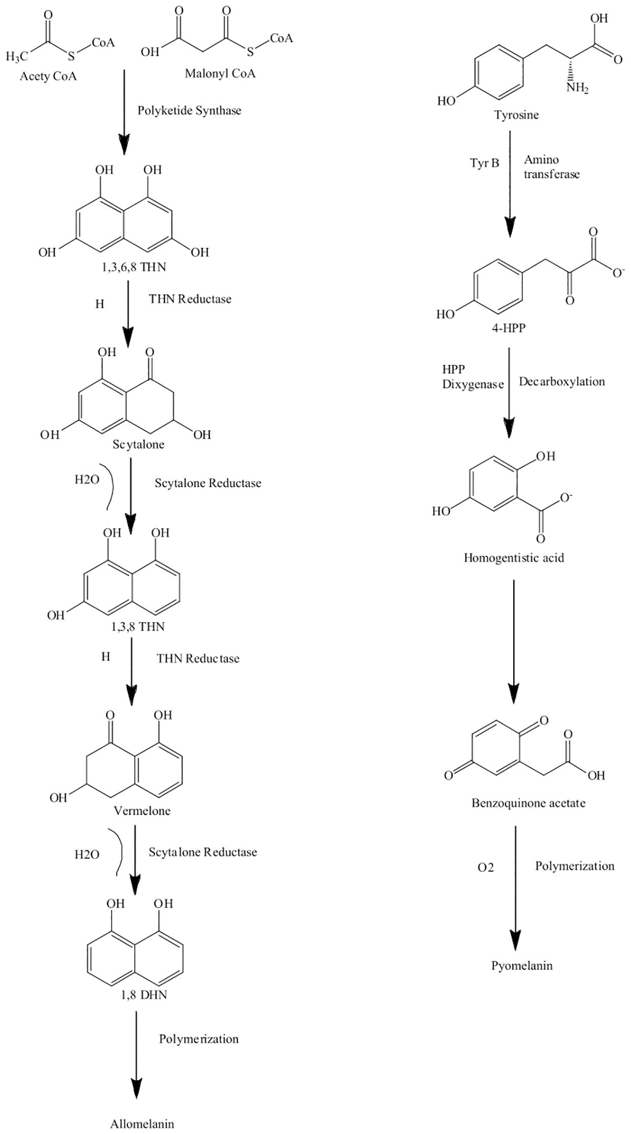 Chemical reaction pathways diagram depicting two separate processes. The left pathway includes the transformation of acetyl CoA and malonyl CoA into alternariol through several steps, involving 1,3,6,8 THN, scytalone, and vermelone with various reductions and polymerizations. The right pathway shows the conversion of tyrosine into alternariol, involving amino transfer to 4-HPP, formation of homogentisic acid, and subsequent reactions including decarboxylation and polymerization to produce pyomelanin.