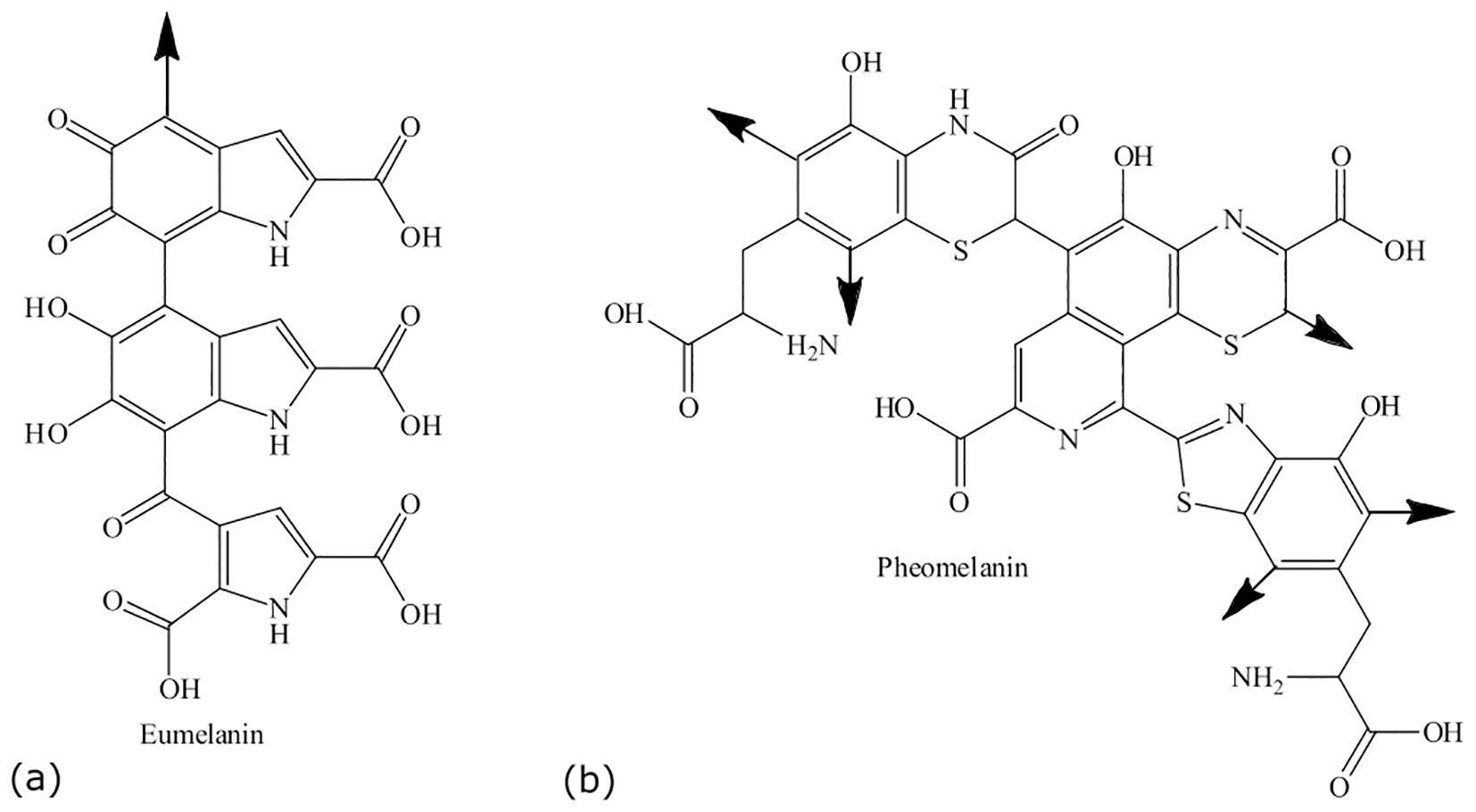Two chemical structures are displayed. The left structure is baicalein, with connected hexagonal rings and hydroxyl groups. The right structure is phoroclodin, featuring interconnected hexagonal rings with various functional groups, including hydroxyl, nitrogen, and methoxy groups. Arrows indicate specific bonds in both structures.